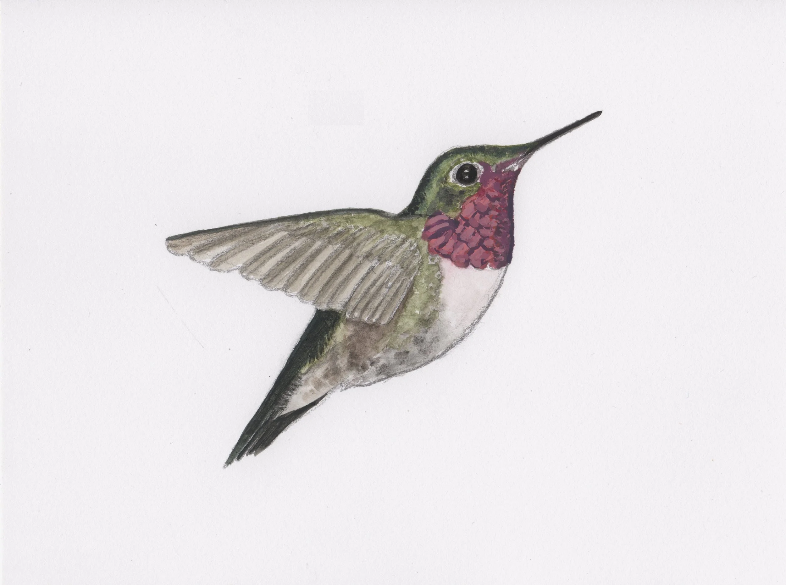 Broad-TailedHummingbird.jpeg