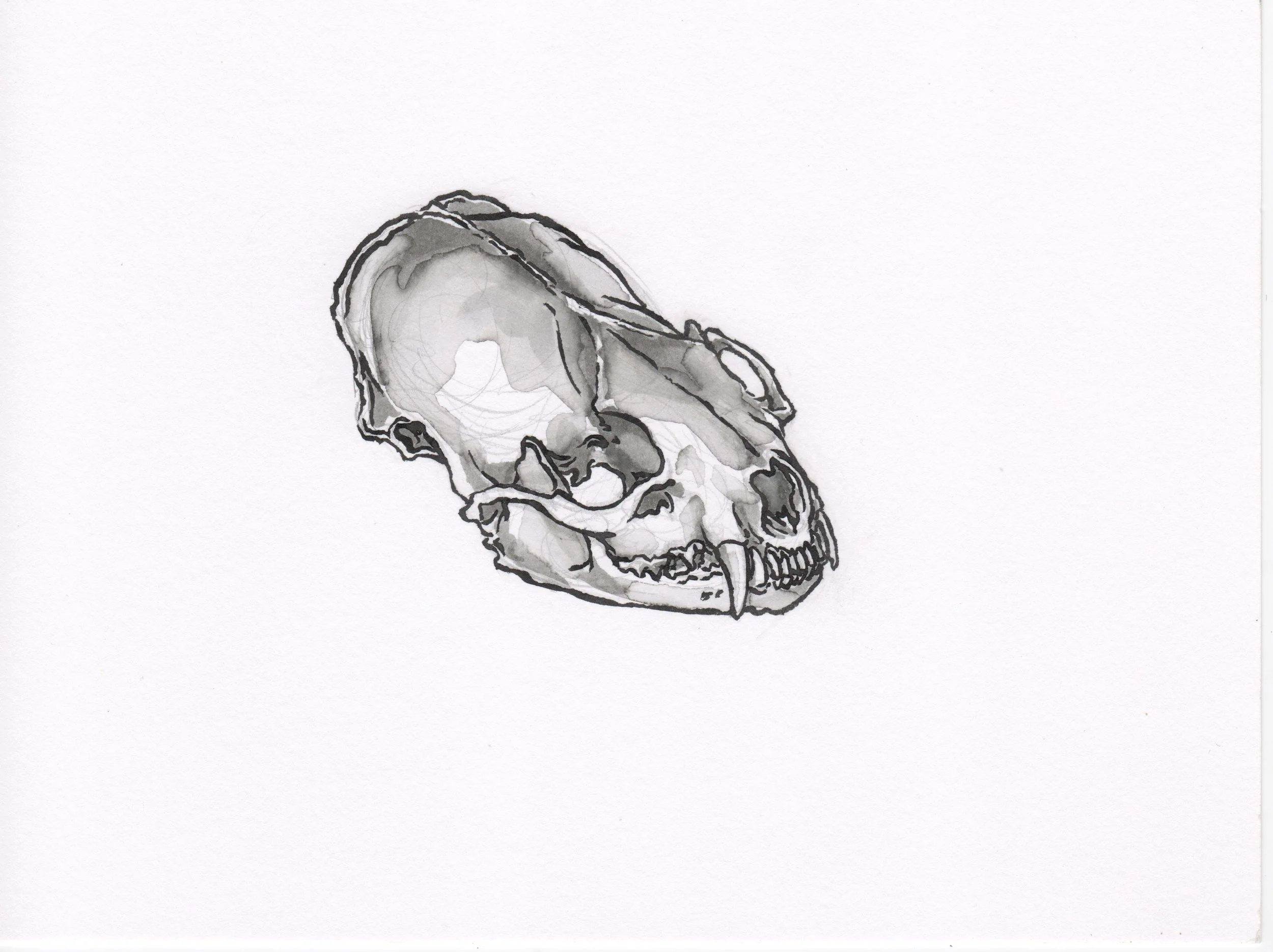 InkTober 1_MinkSkull.jpeg
