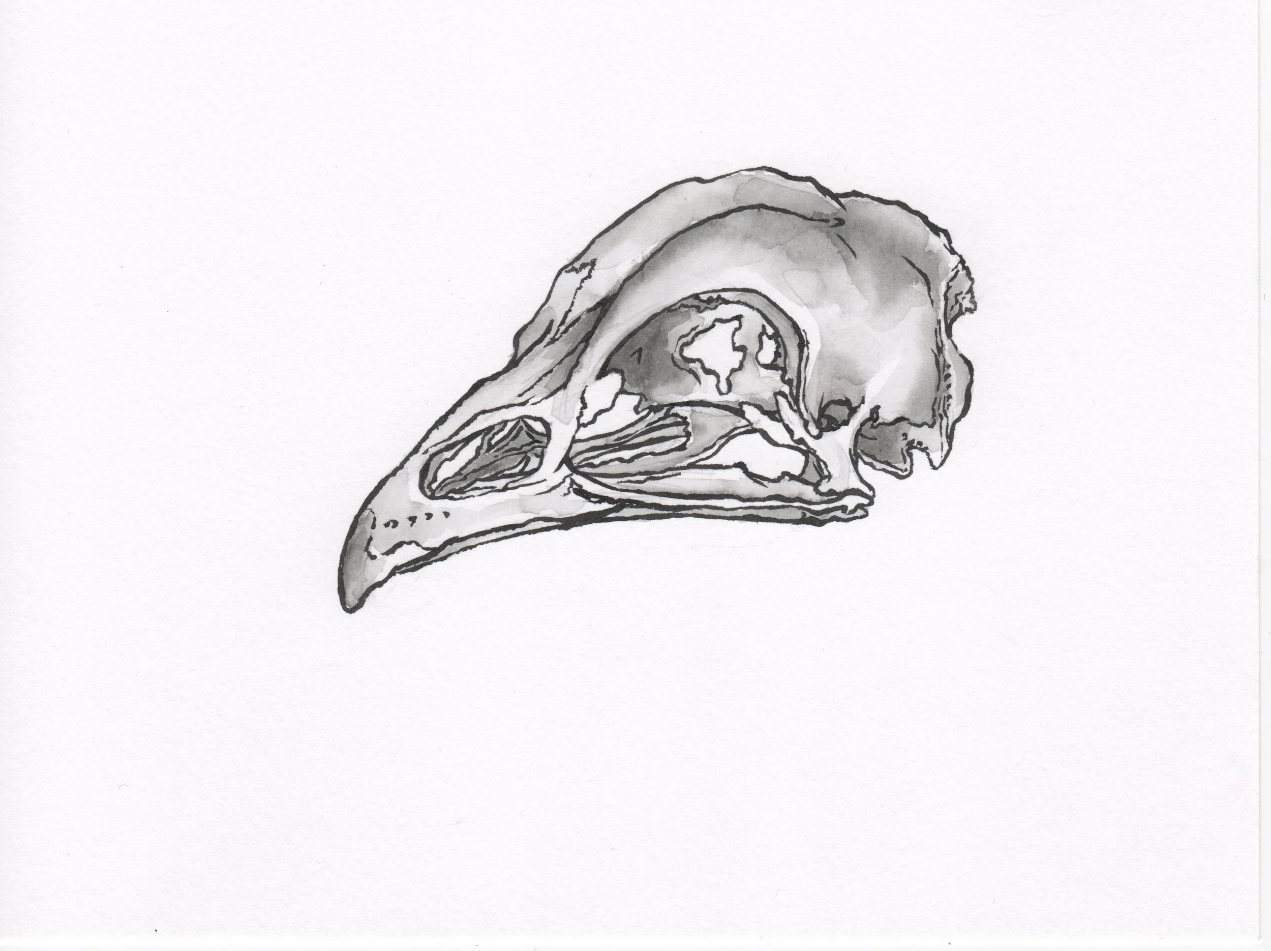 InkTober 3_ChickenSkull.jpeg