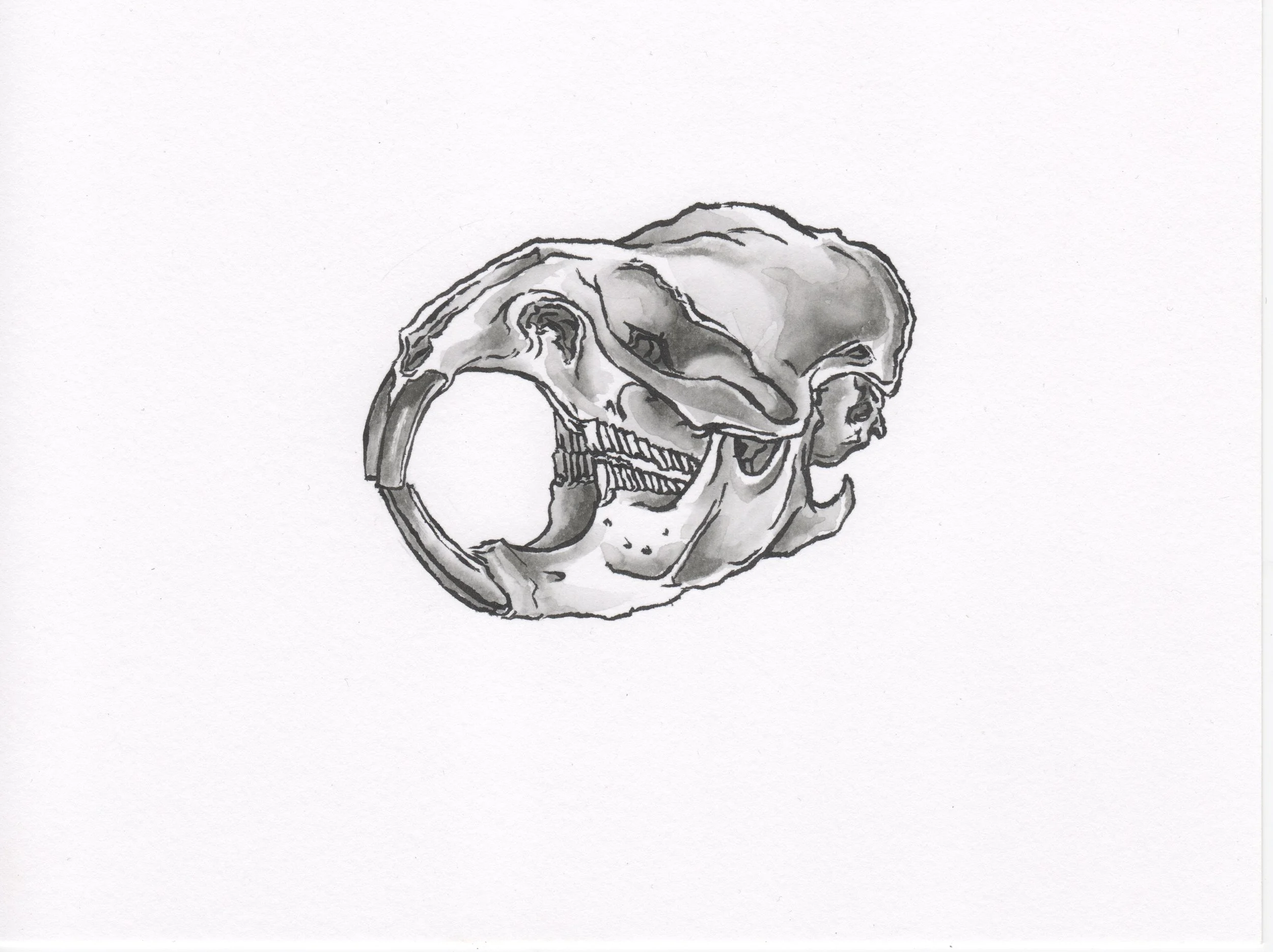 InkTober 9_MuskratSkull.jpeg