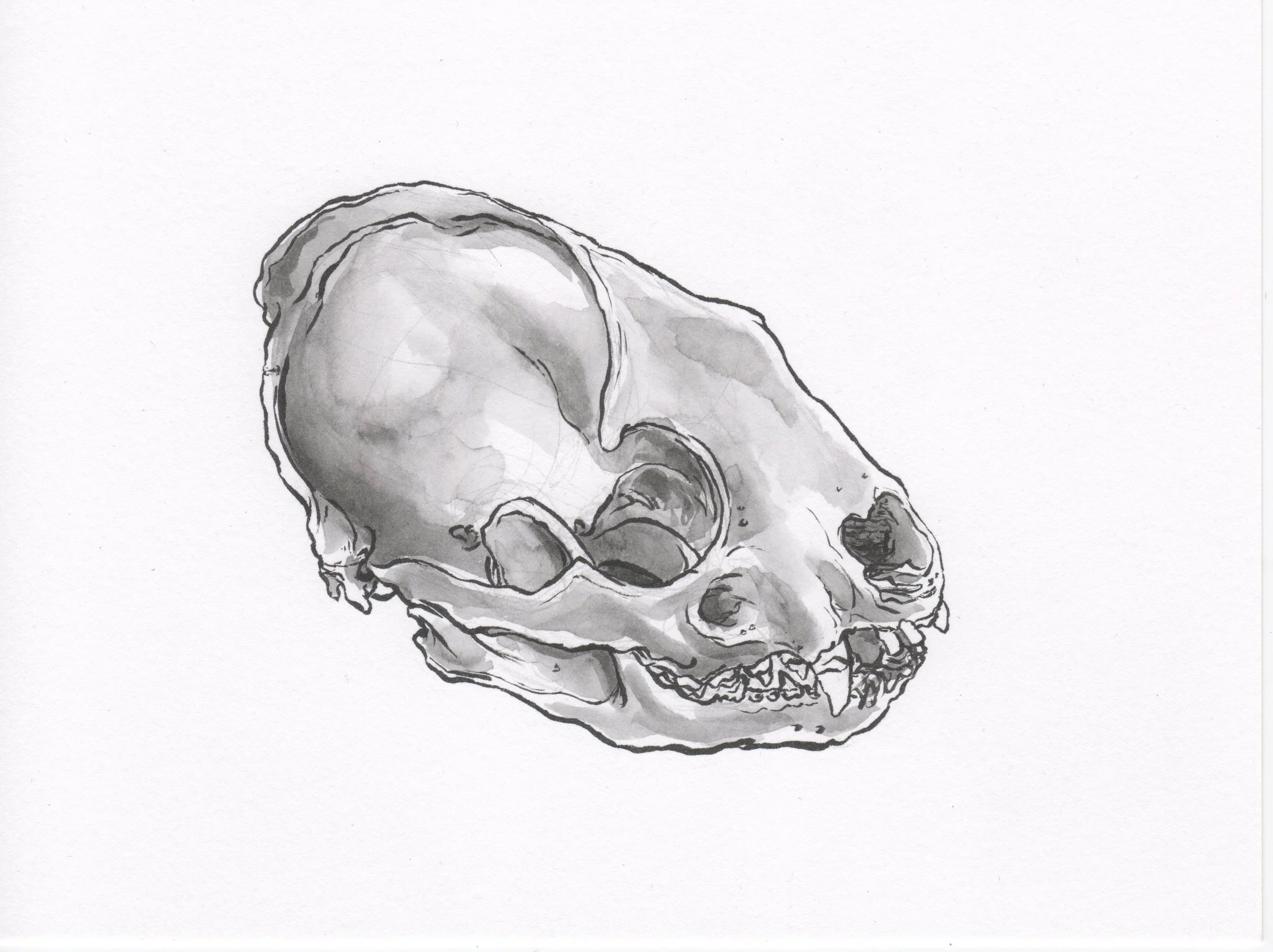 InkTober 11_BadgerSkull.jpeg