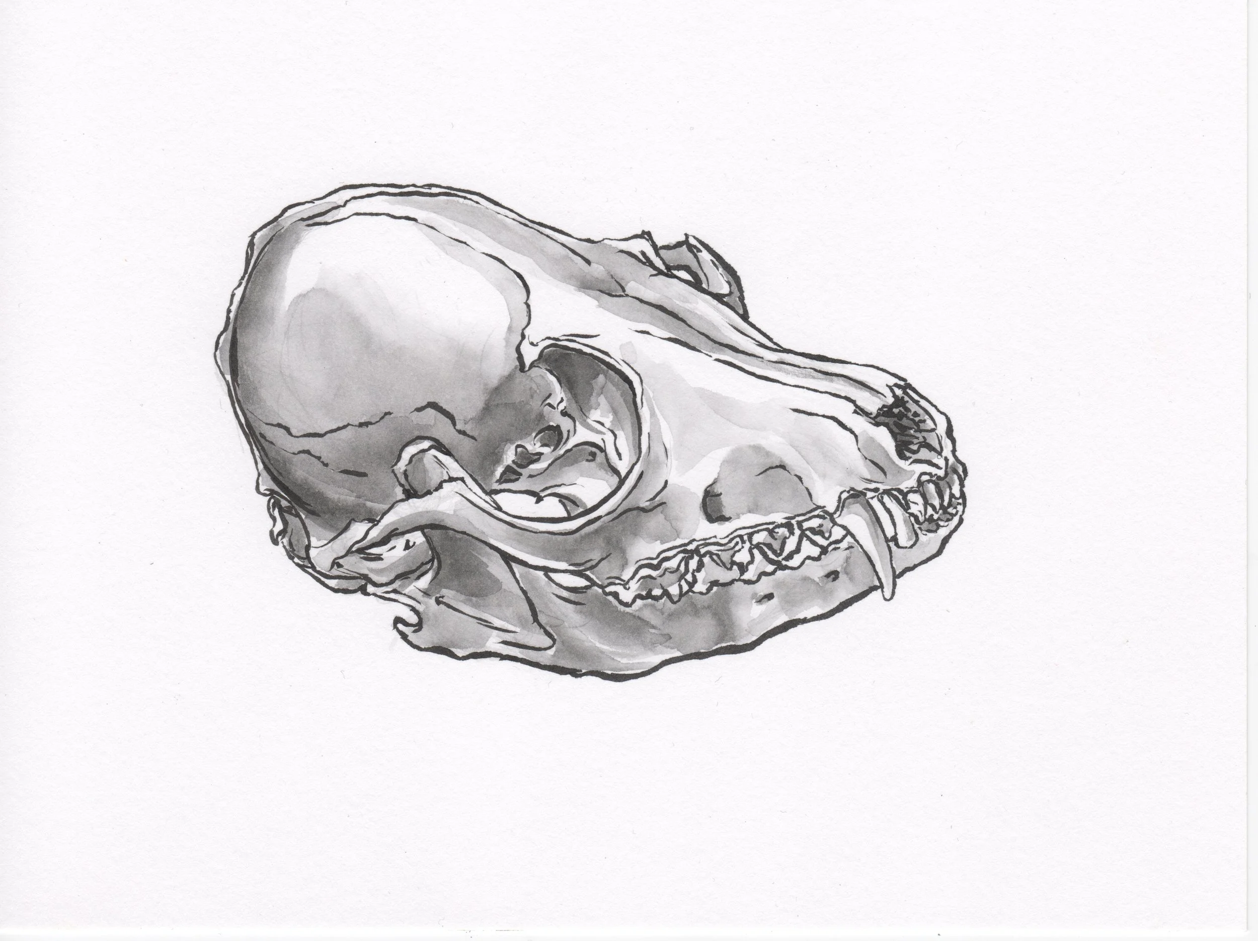 InkTober 13_FoxSkull.jpeg