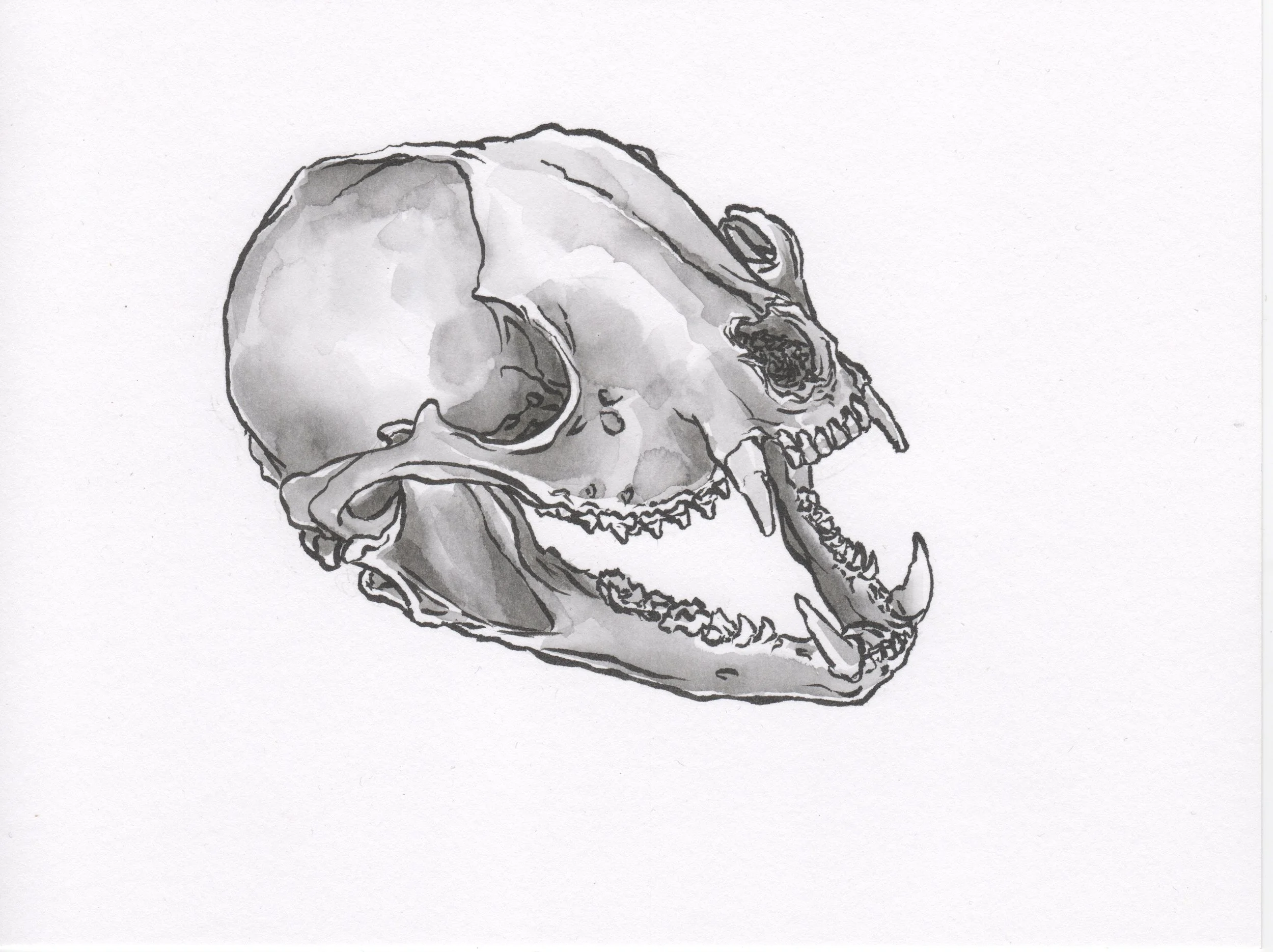 InkTober 25_RaccoonSkull.jpeg
