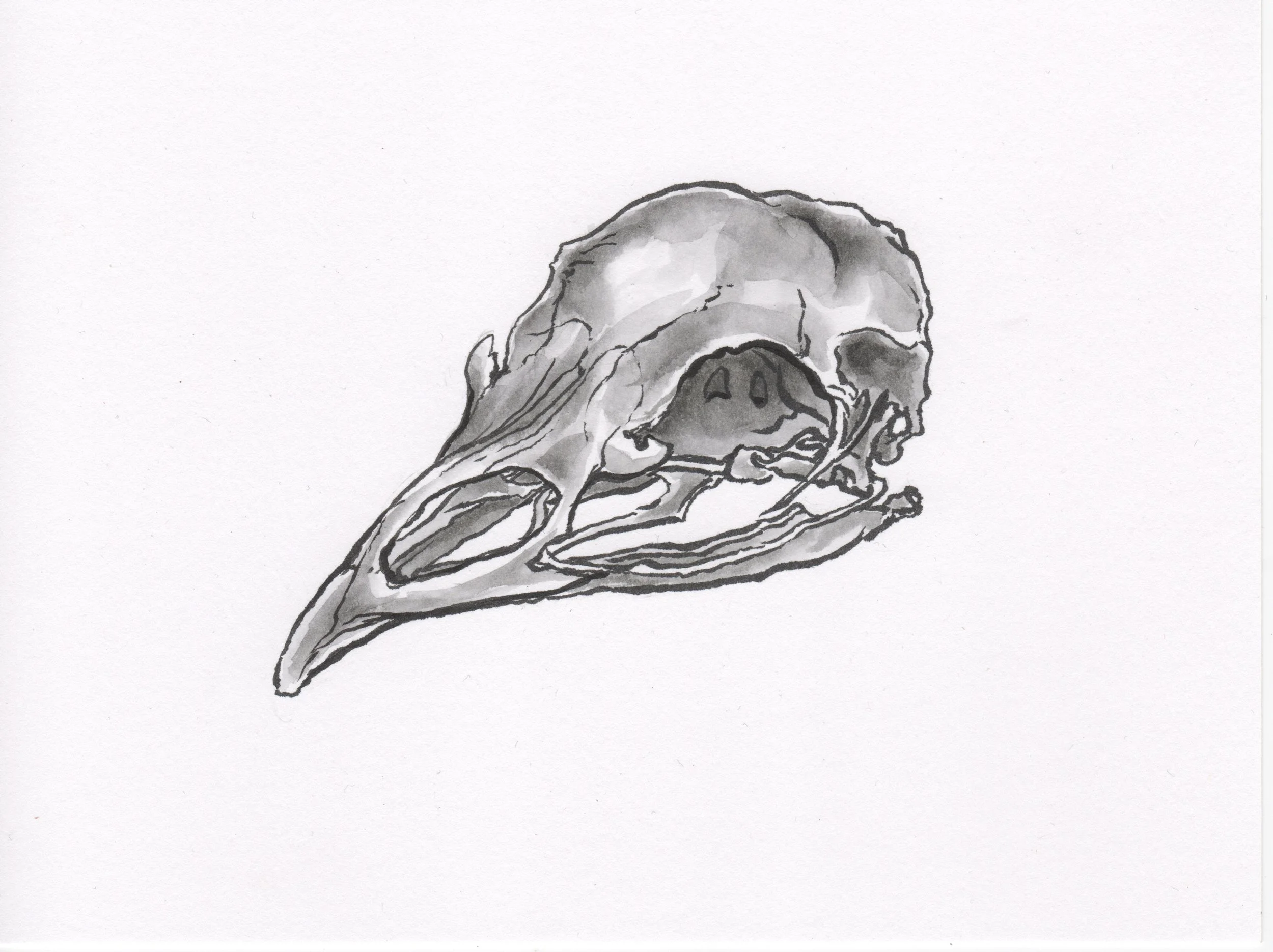 InkTober 27_TurkeySkull.jpeg