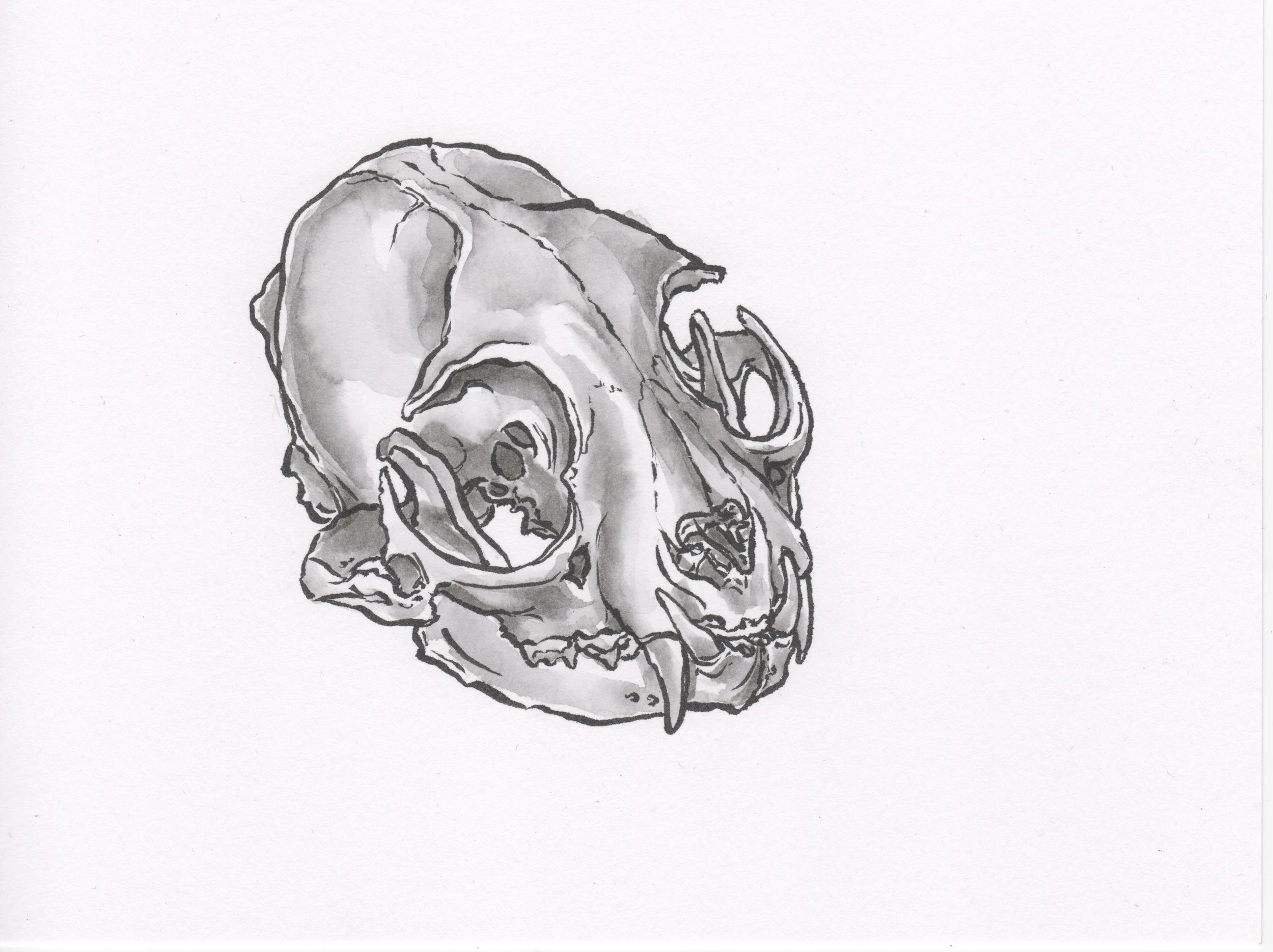 InkTober 29_BobcatSkull.jpeg