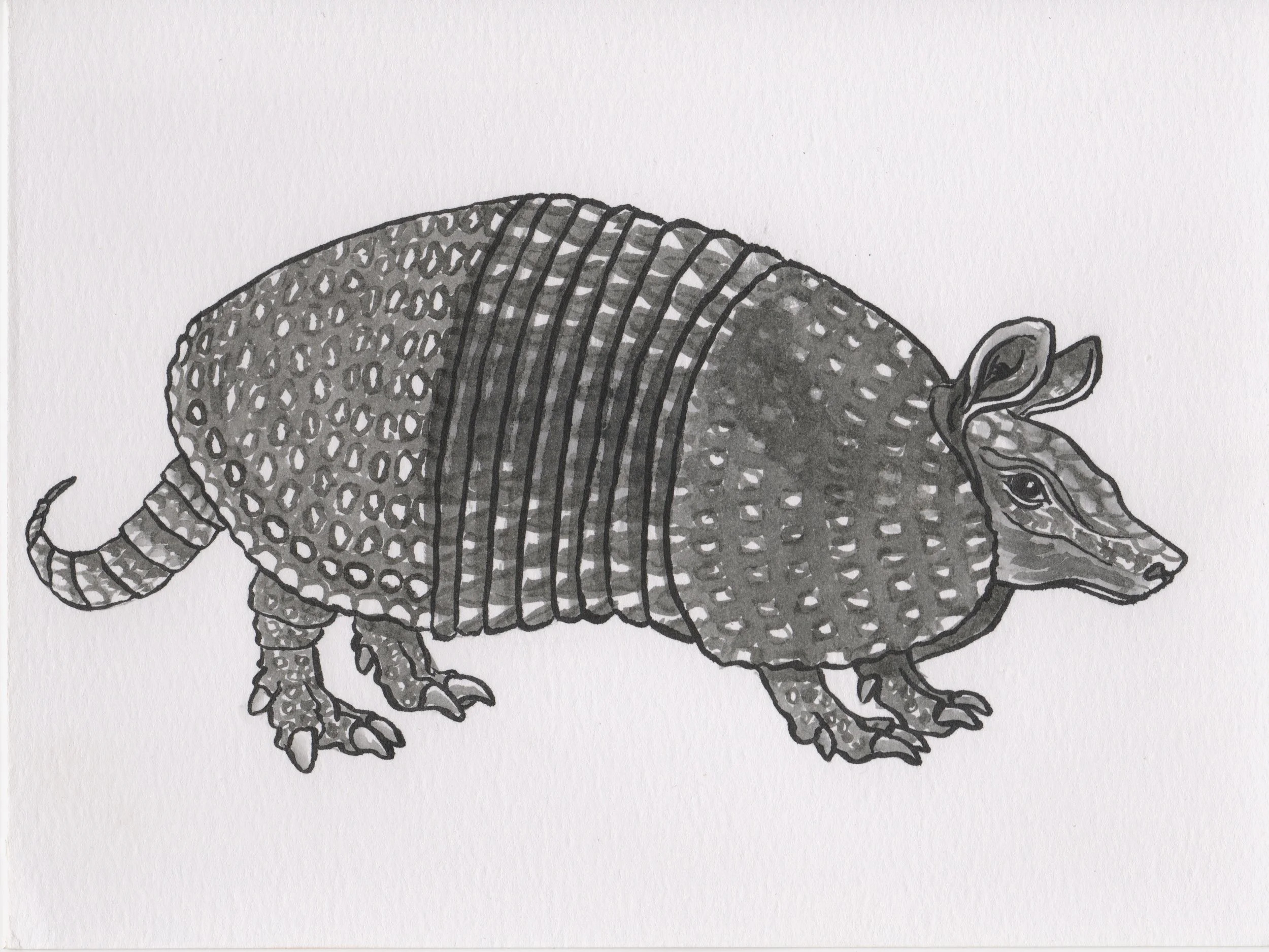 Inktober2018Day6_NineBandedArmadillo.jpeg