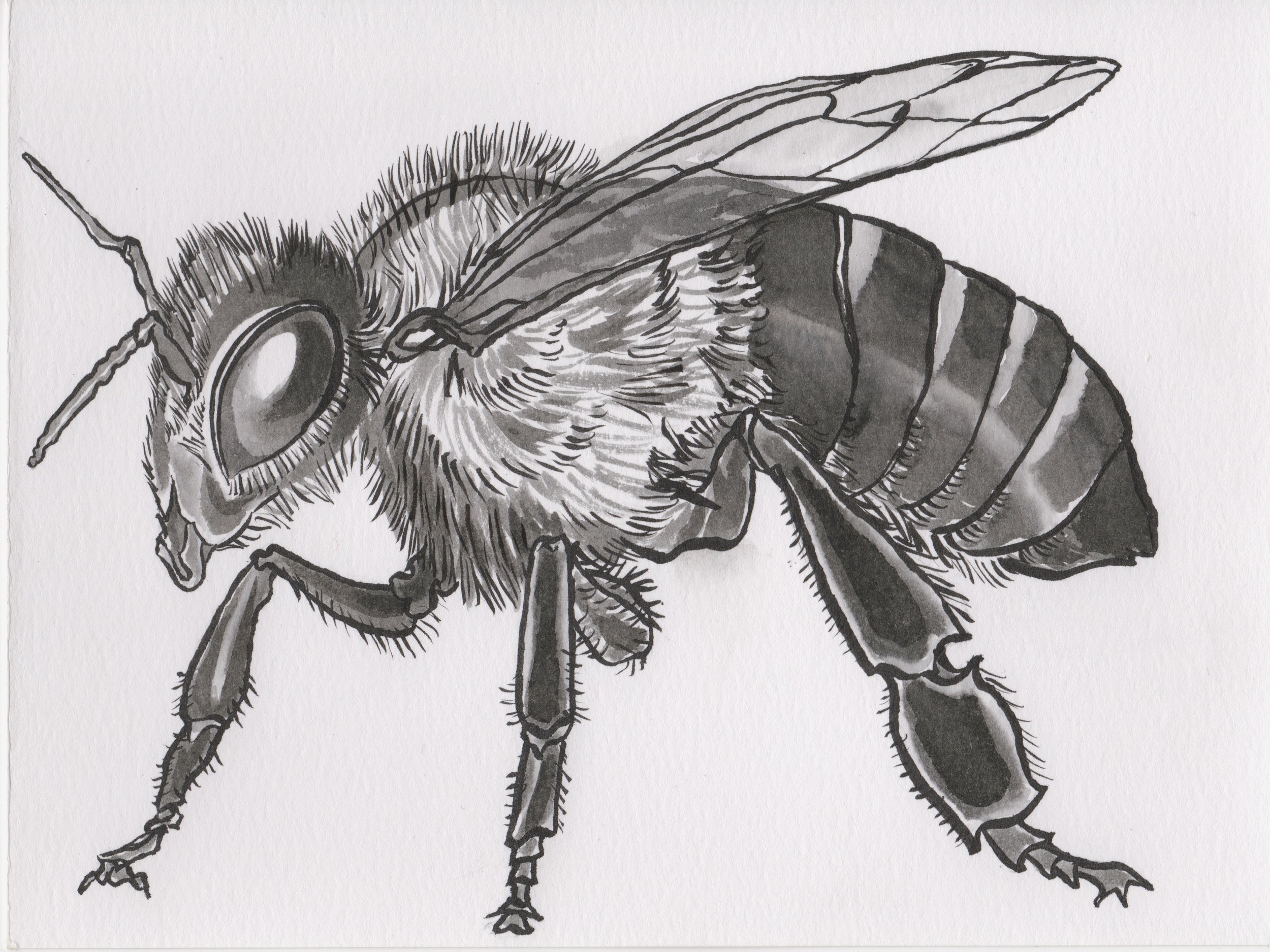 Inktober2018Day8_HoneyBee.jpeg