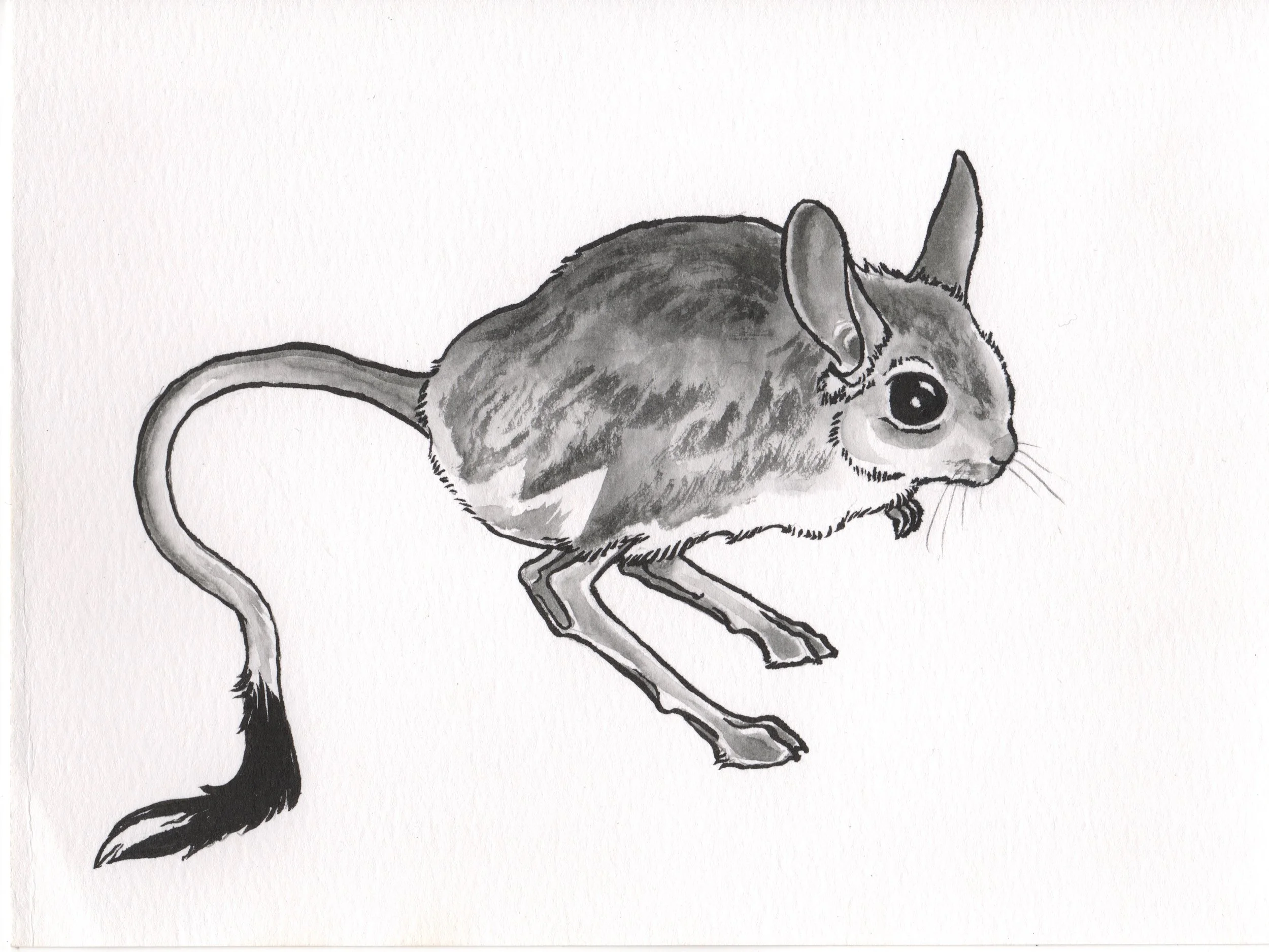 Inktober2018Day18_Jerboa.jpeg