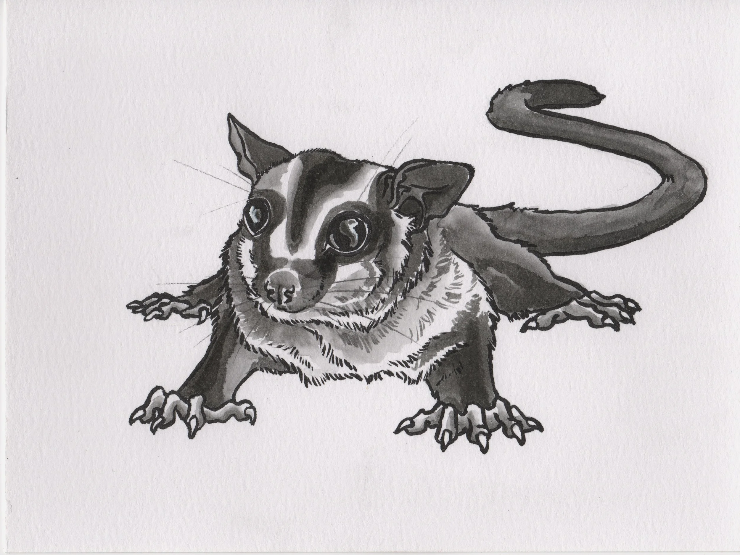 Inktober2018Day20_SugarGlider.jpeg