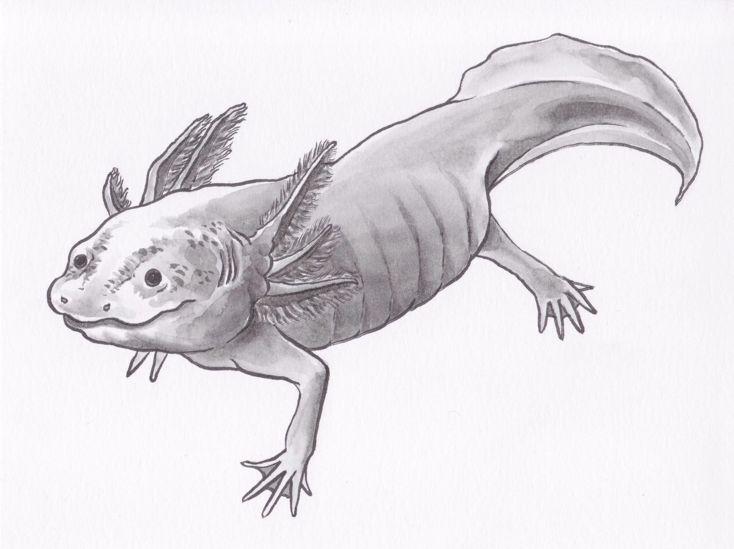 Axolotl.jpeg