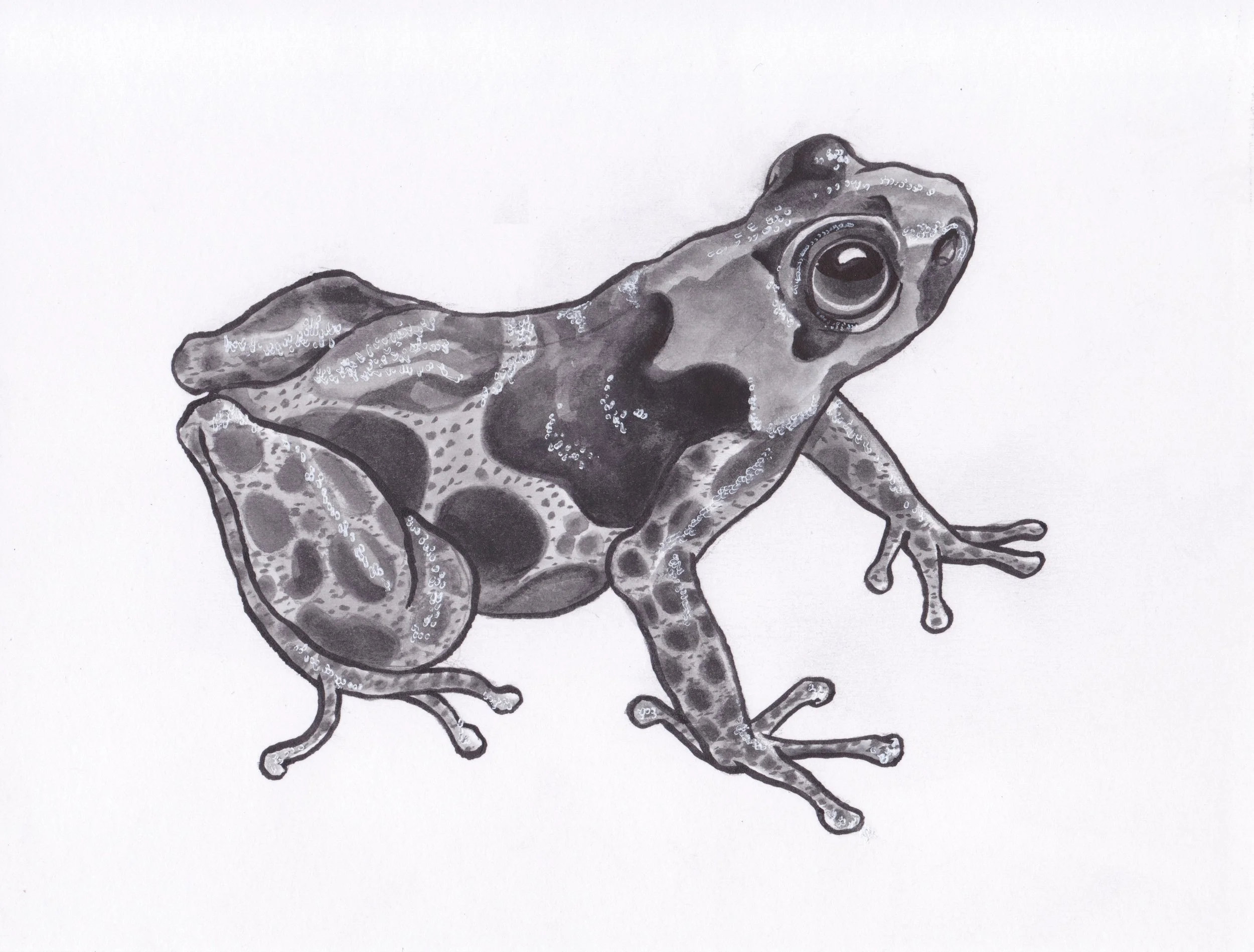BlessedPoisonFrog.jpeg