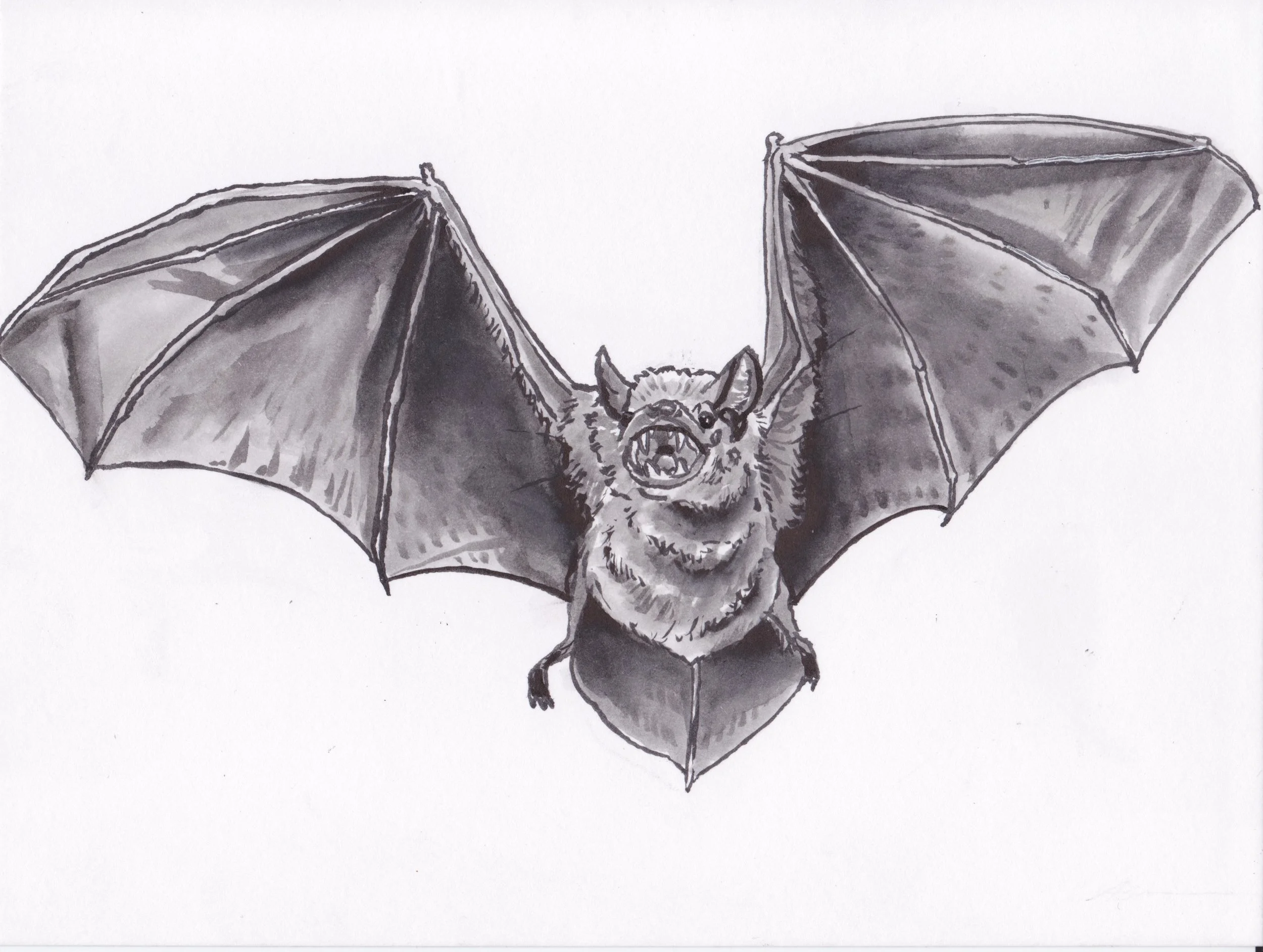 LittleBrownBat 1.jpeg
