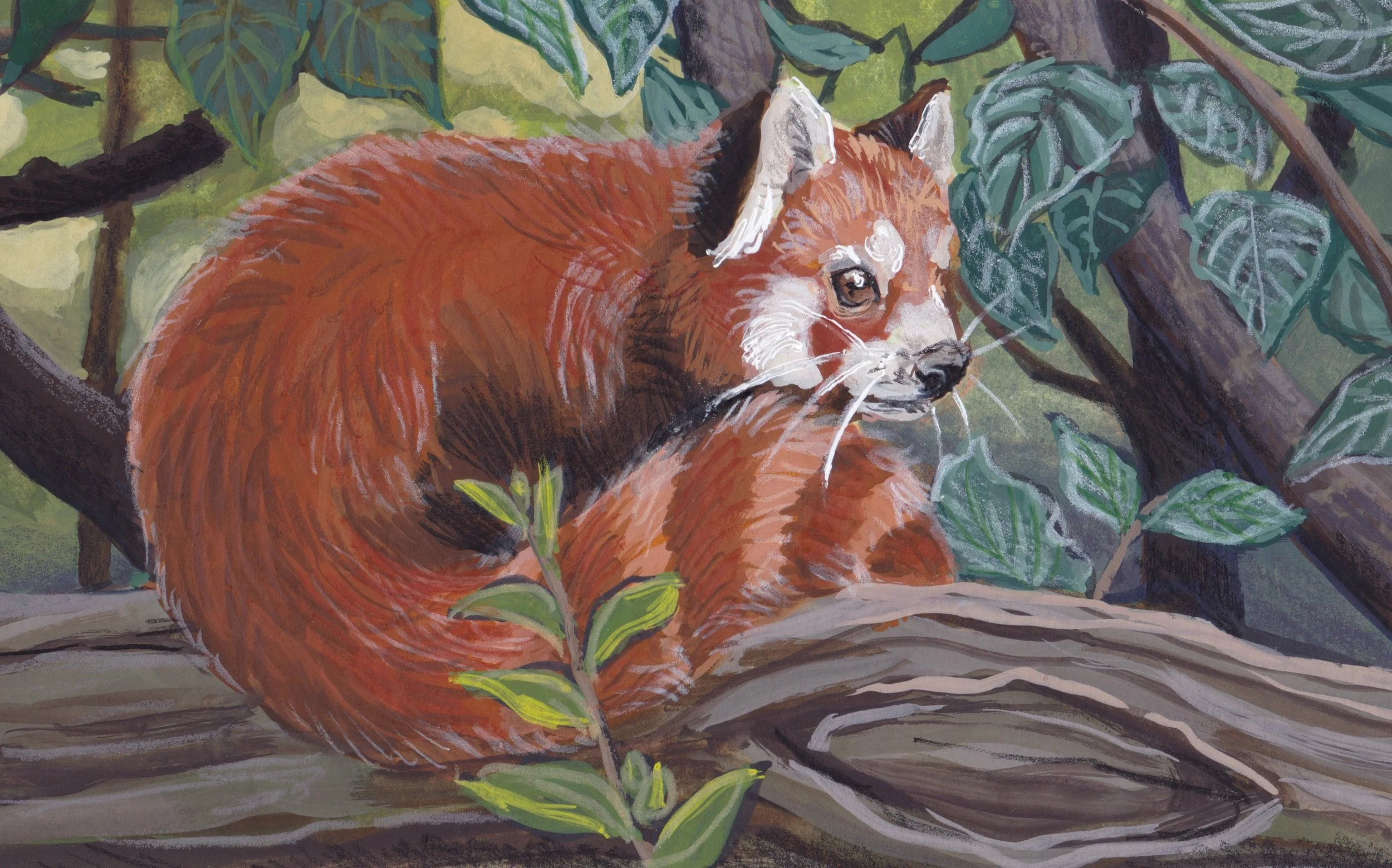 RedPanda.JPEG