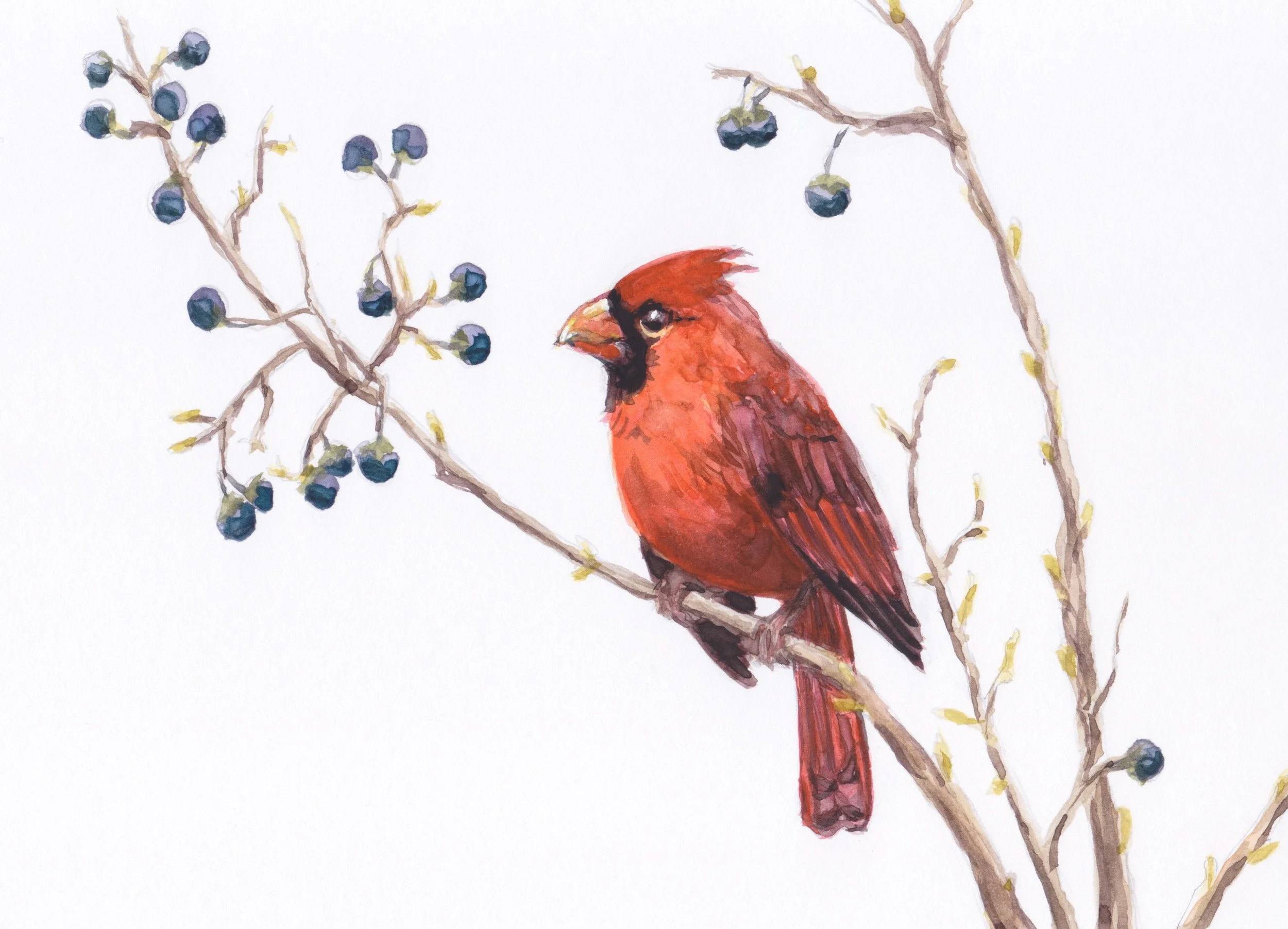 CardinalWithBerries.JPEG