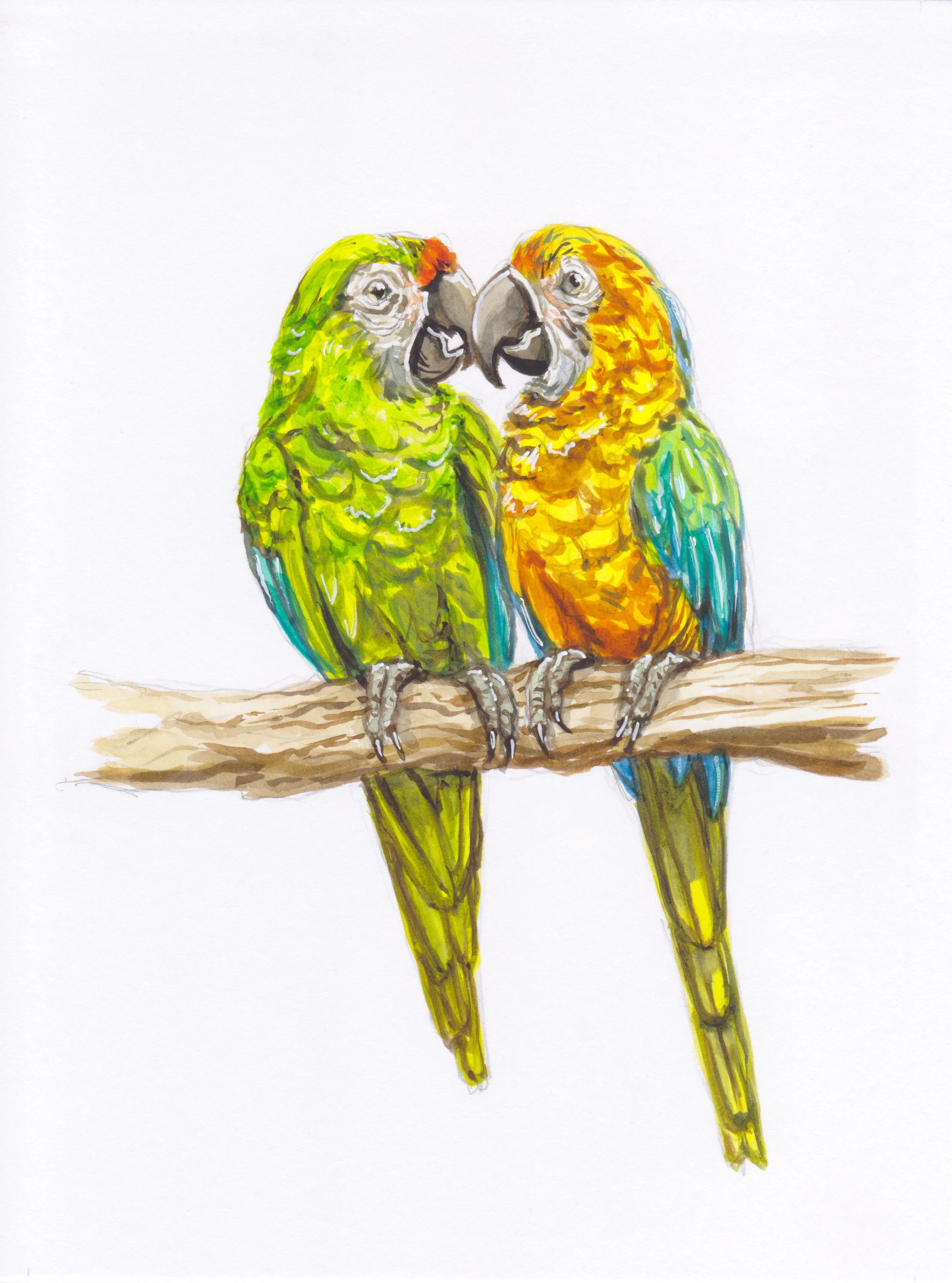 TwoParrots.JPEG