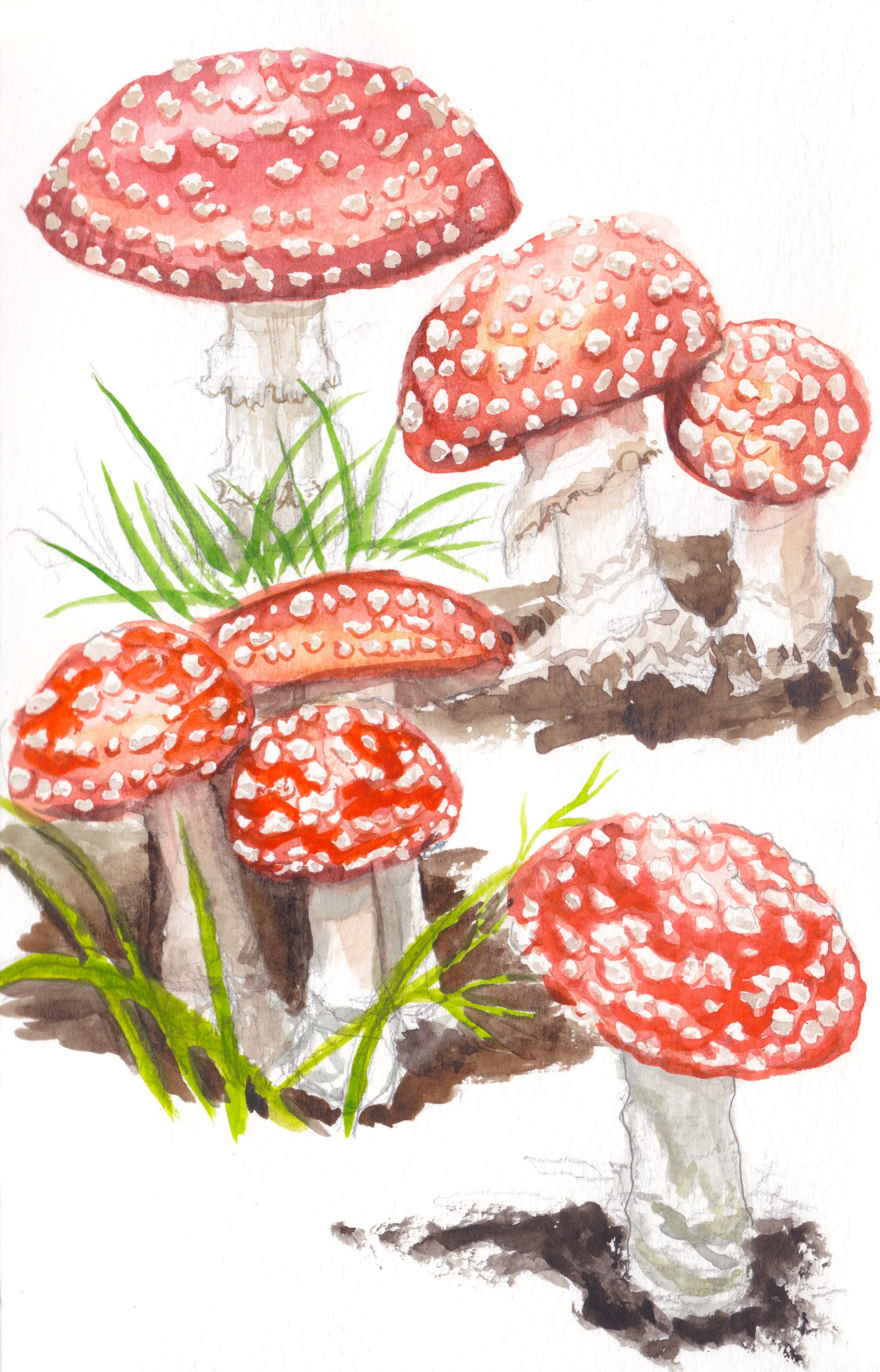 FlyAgaricMushrooms_Sketchbook.JPG