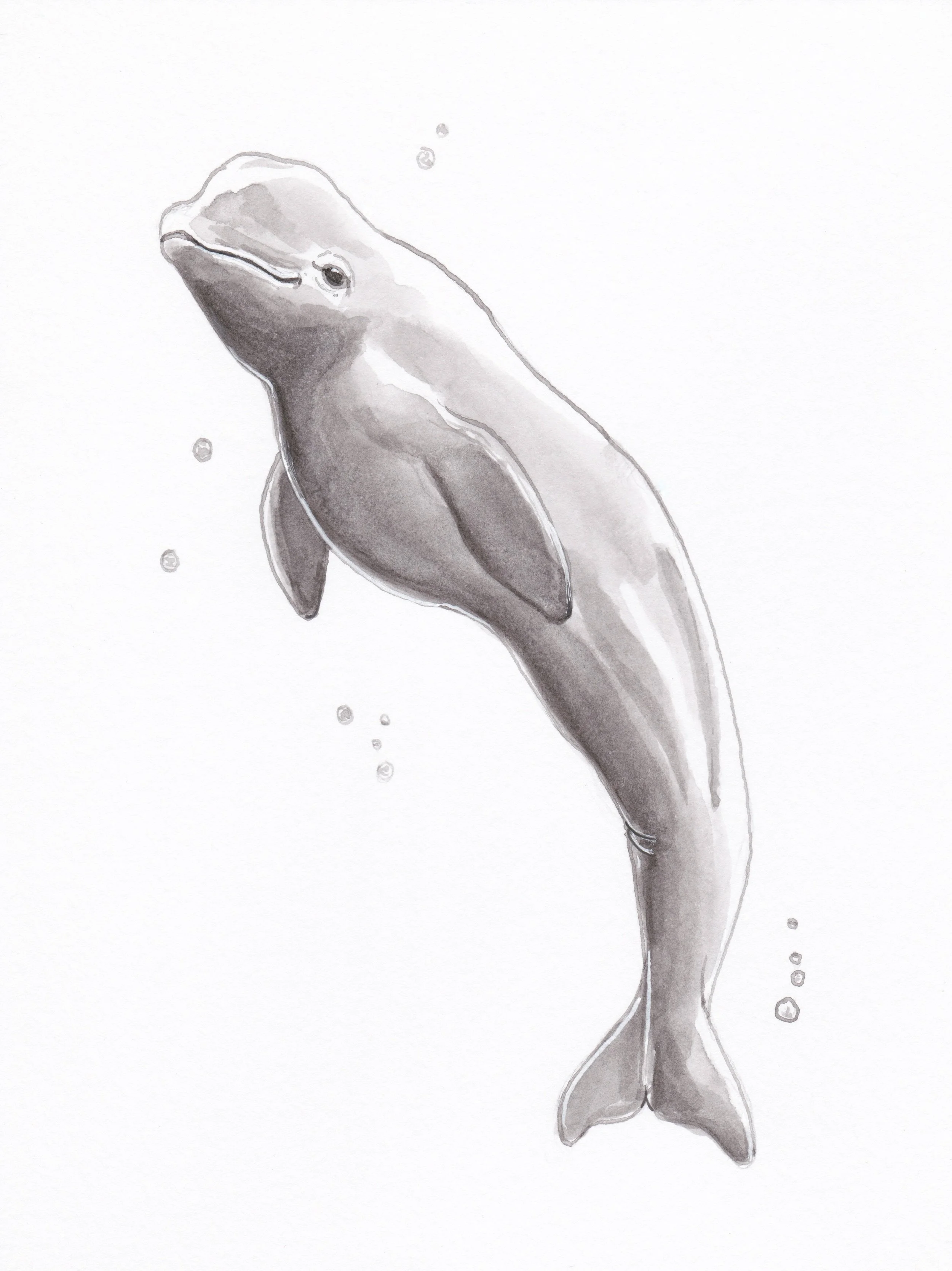 BelugaWhale.JPEG
