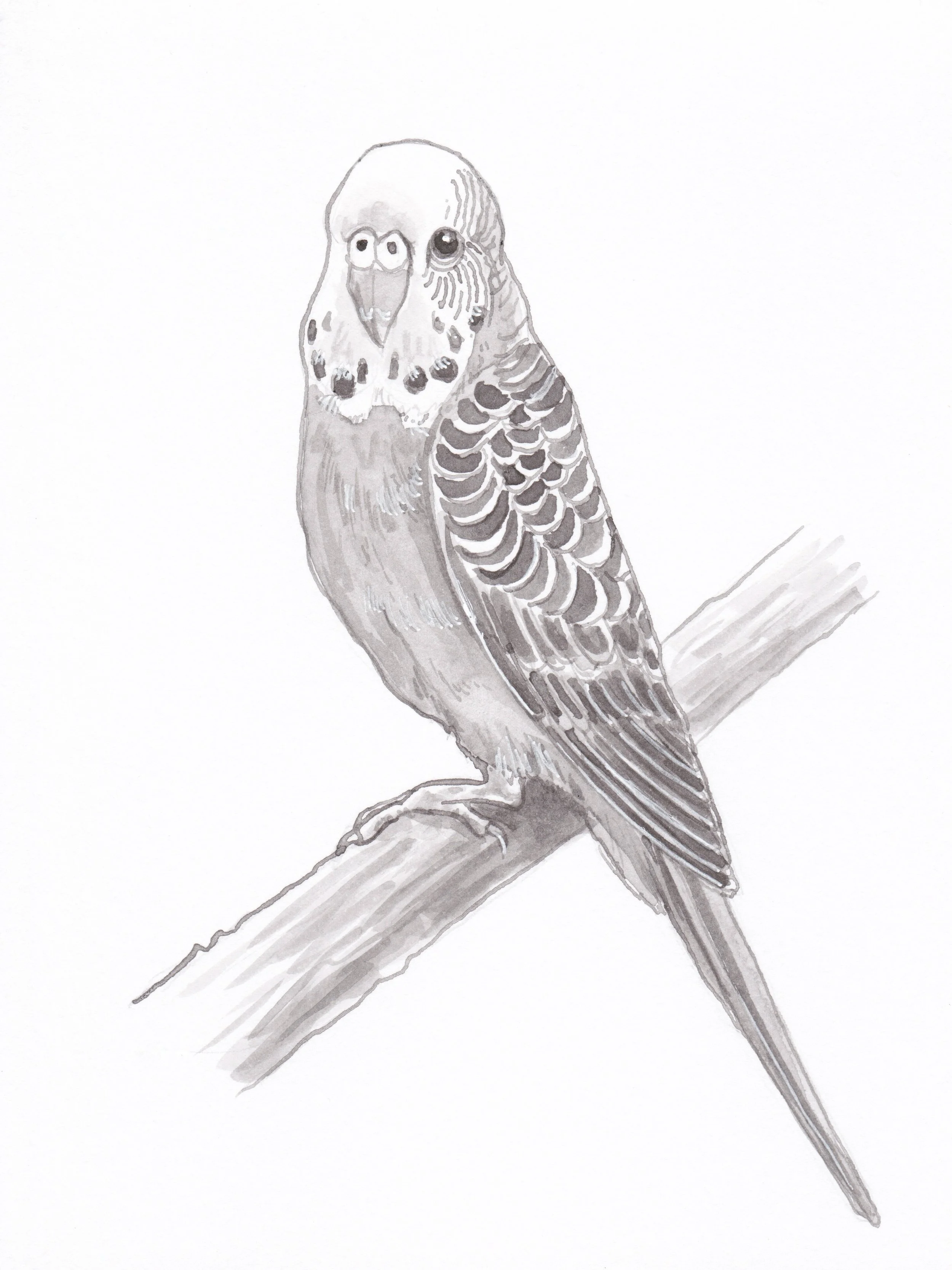 Budgerigar(Budgie).JPEG