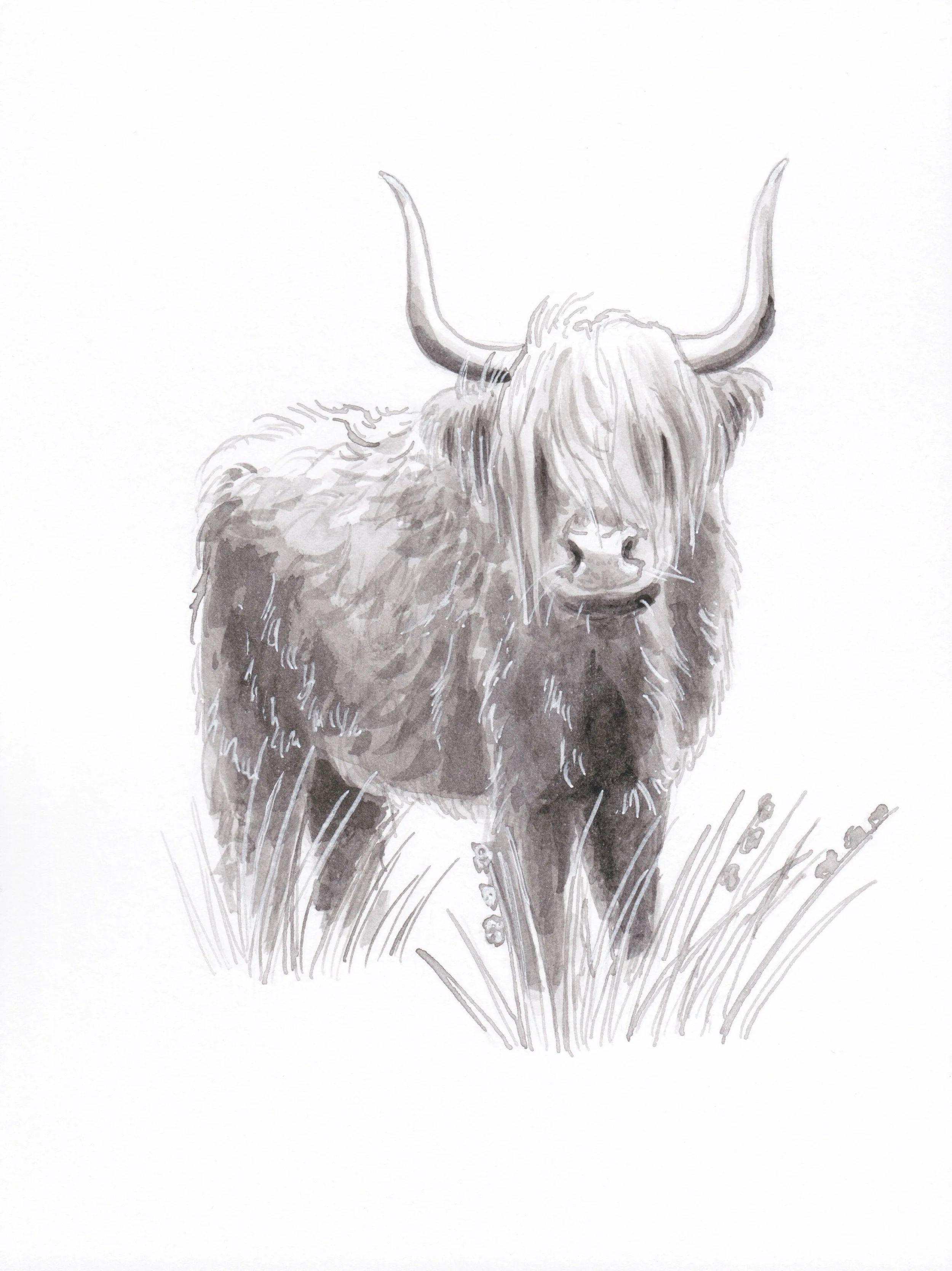 HighlandCow.JPEG