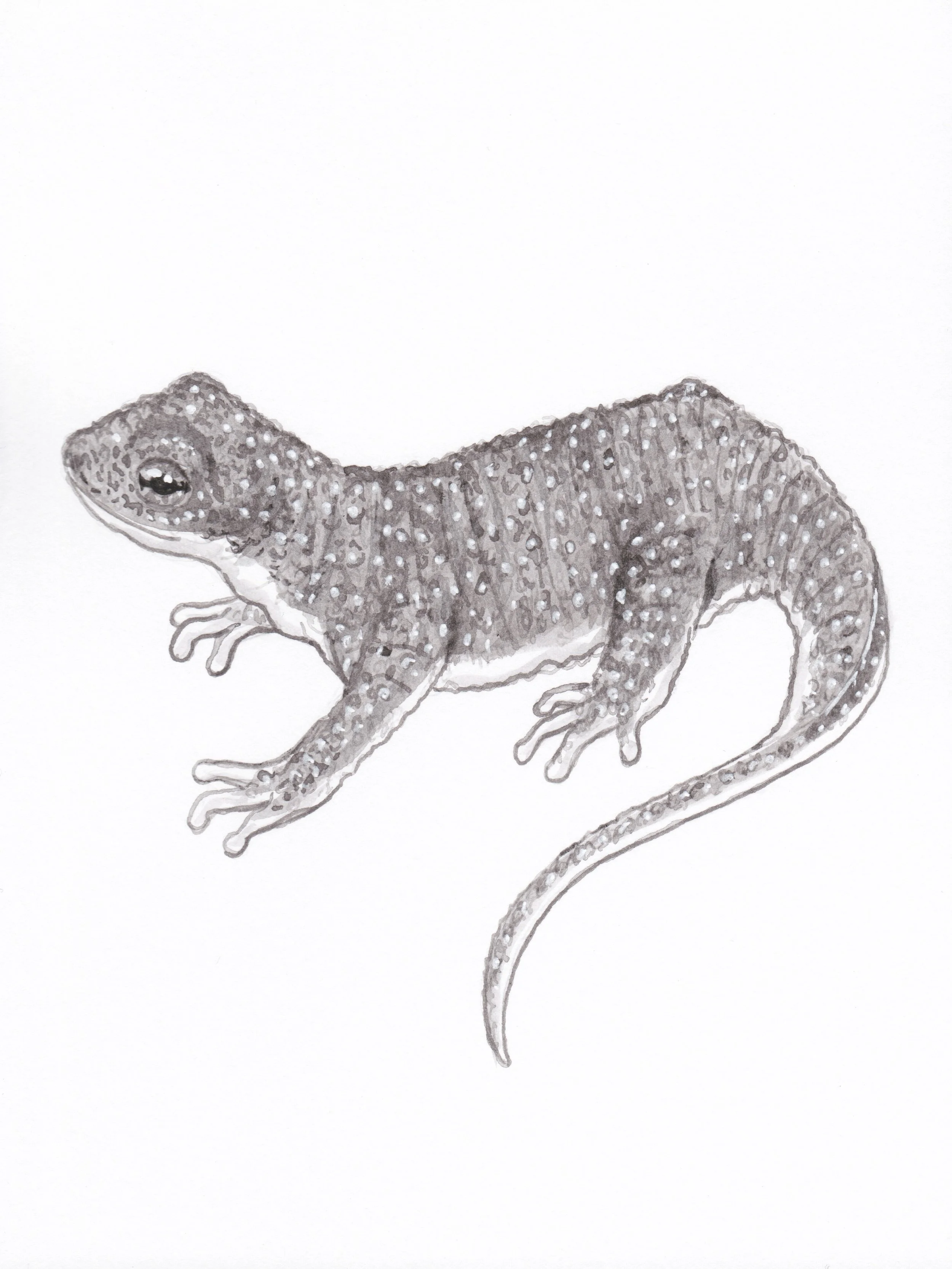 RoughSkinnedNewt.JPEG