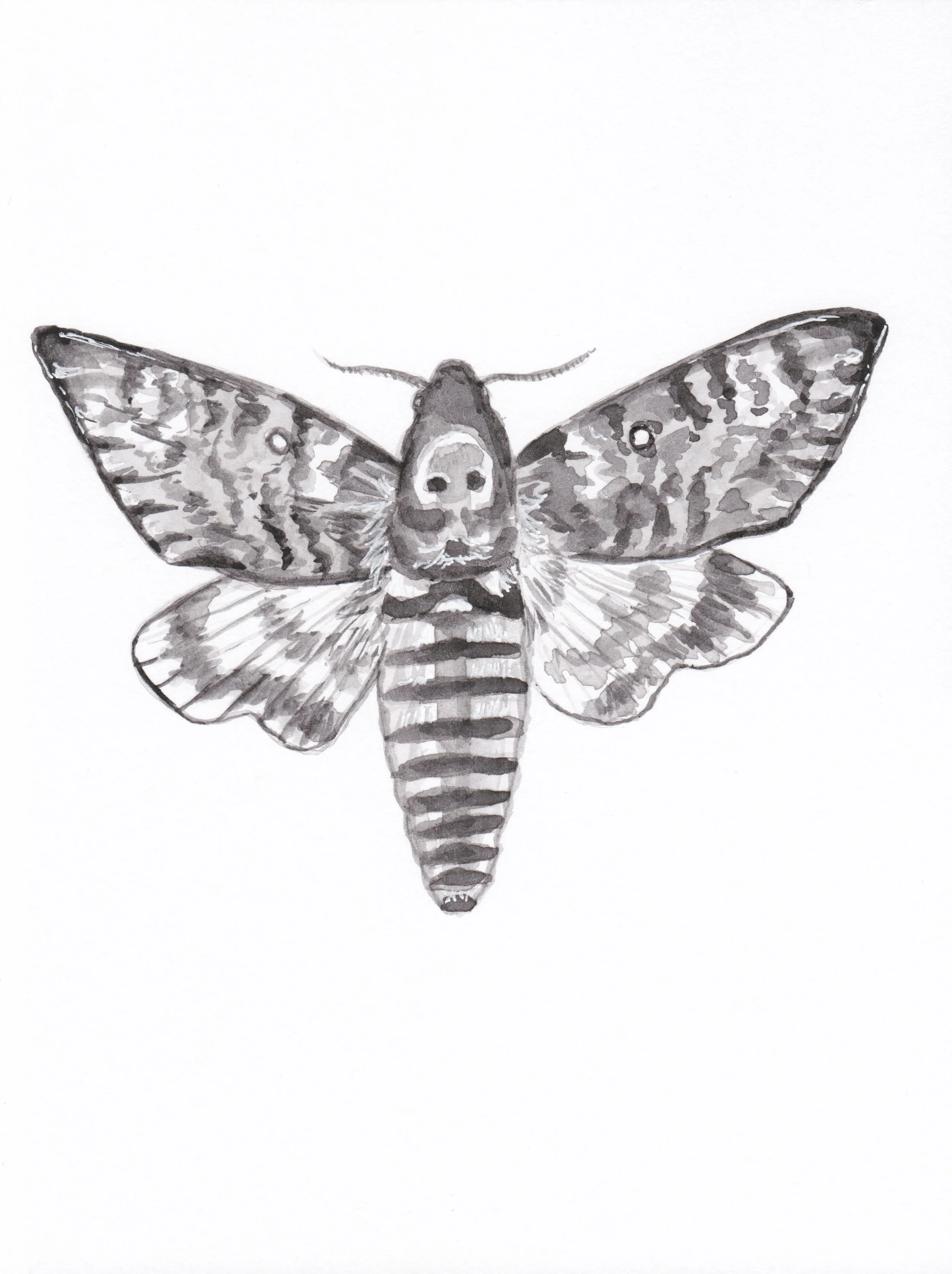 Deaths-HeadHawkMoth.JPEG
