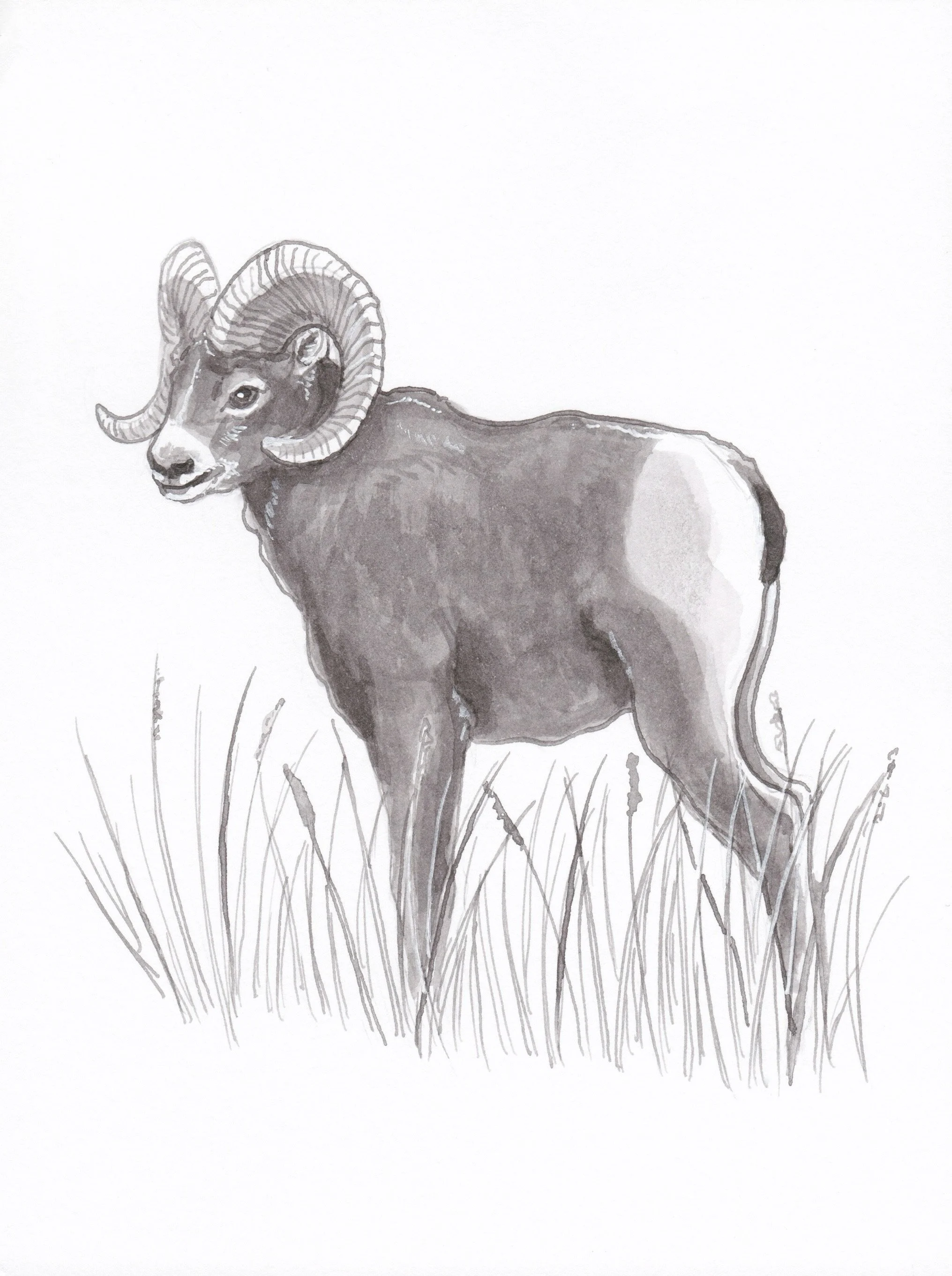 RockyMountainBighornSheep.JPEG