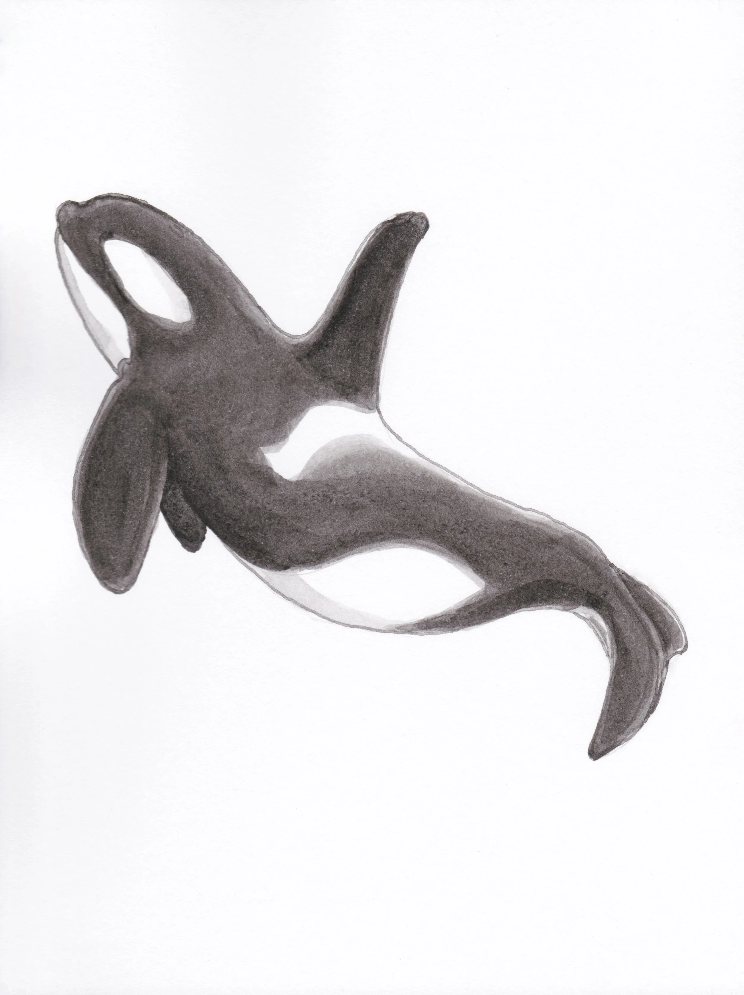 Orca.JPEG