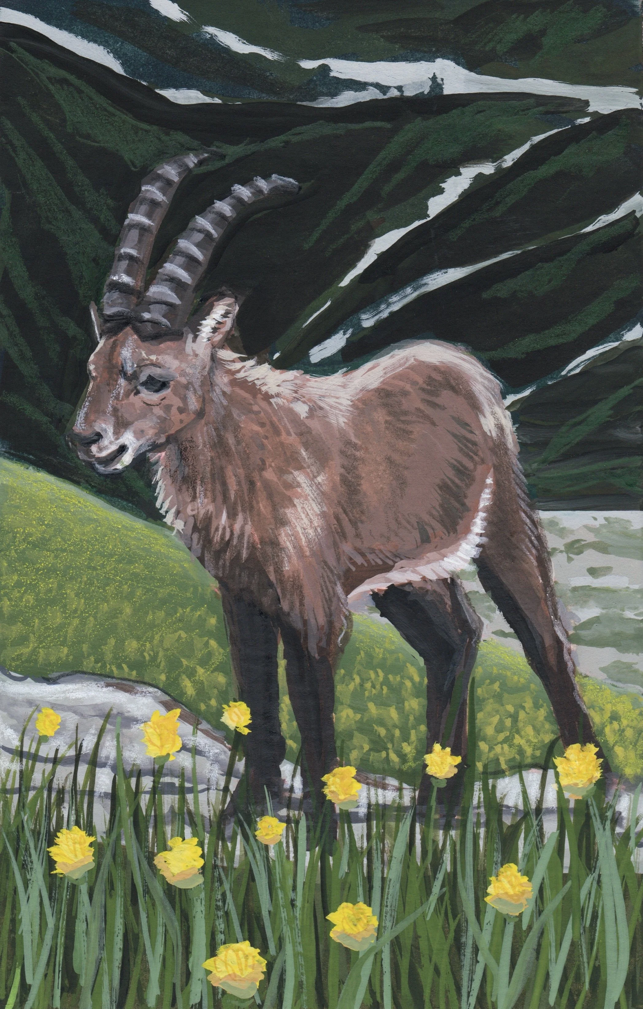 AlpineIbexInTheSwissAlps.jpg