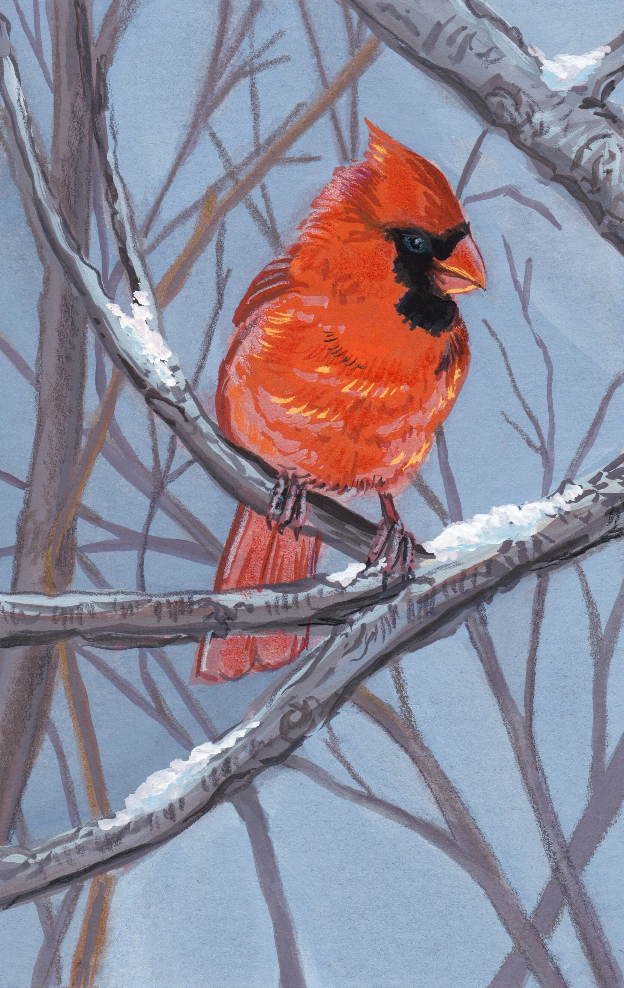 CardinalInTennessee.JPEG
