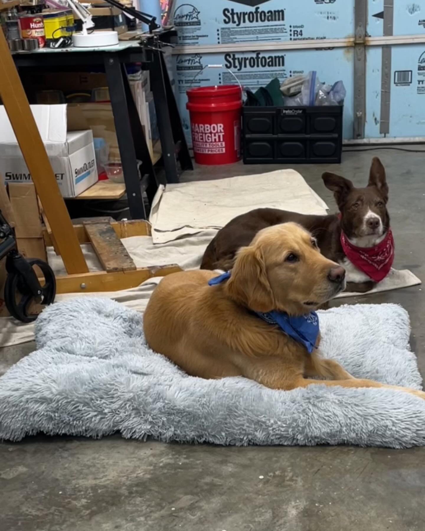 My studio dogs / service dogs are checking in to see if you have any biscuits in your pockets. 

accessibility: A photo of Rico, a golden retriever wearing a blue bandana, and Rosie, a border collie mix wearing a red bandana, sitting in Ashley&rsquo;