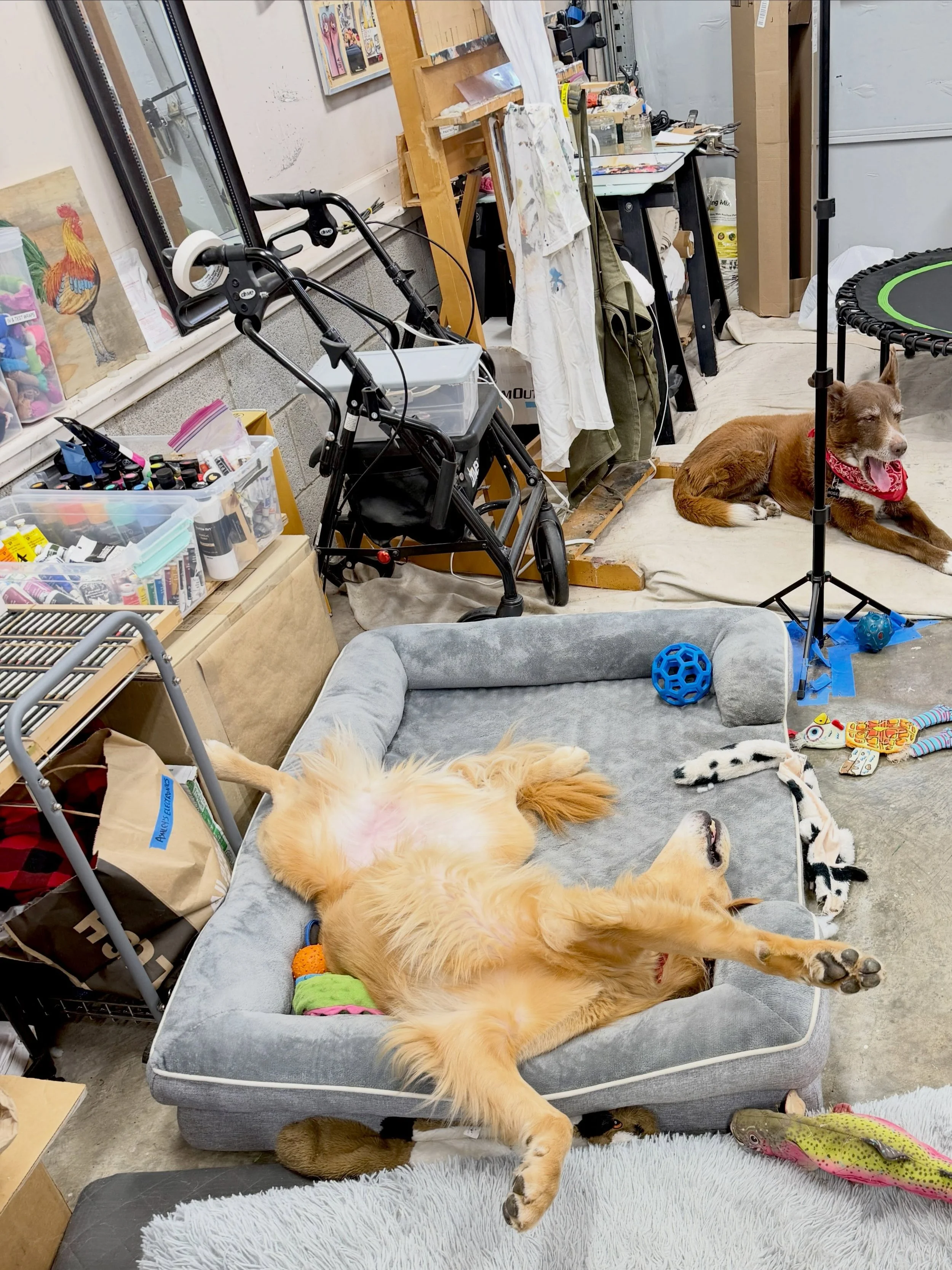 Slow day in the studio, and the studio dogs are taking their siesta.

accessibility: A photo of a corner of Ashley&rsquo;s art studio where Rico, Ashley&rsquo;s golden retriever service dog, lays languidly upside down across a giant orthopedic bed, l