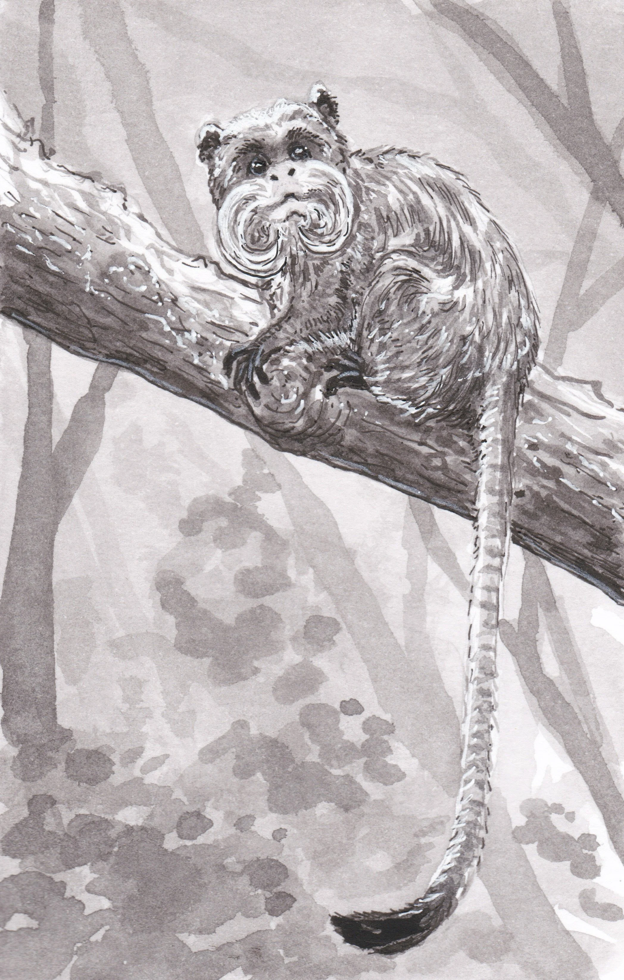 InktoberDay1_EmperorTamarinMonkey.JPEG