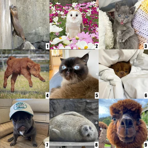 Social Emotional Check Ins Sofia Feldmann Esol Educator Social Emotional Check Ins Sofia Feldmann Esol Educator