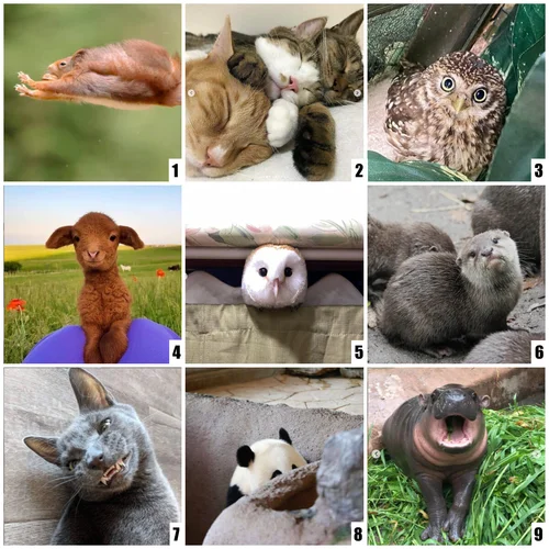 Social Emotional Check Ins Sofia Feldmann Esol Educator Social Emotional Check Ins Sofia Feldmann Esol Educator