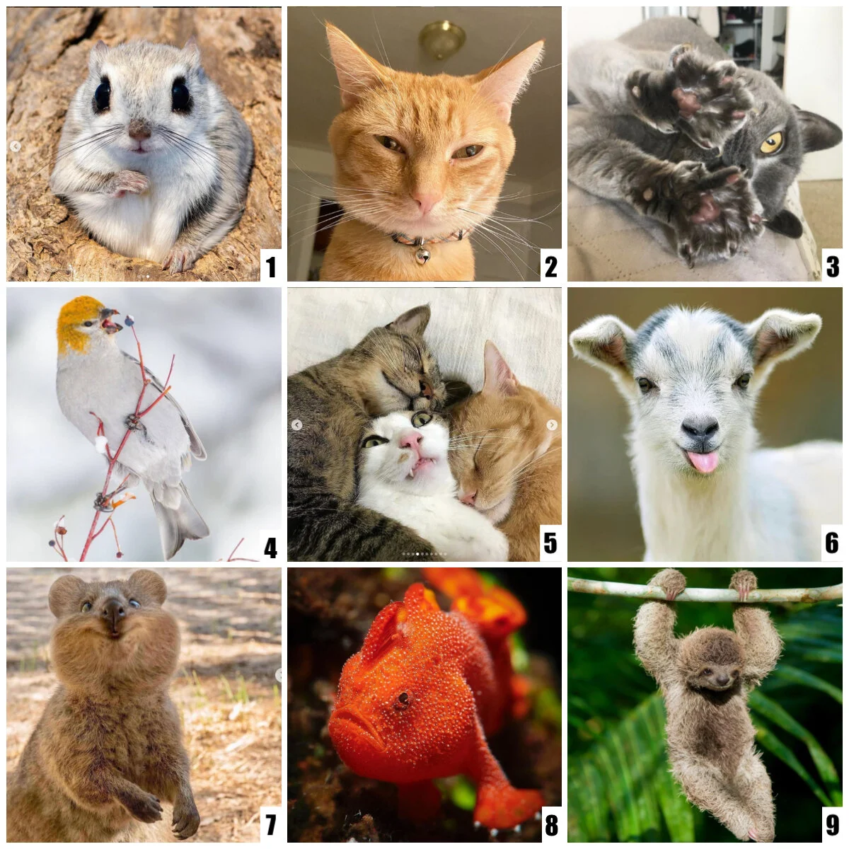 Social Emotional Check Ins — Sofia Feldmann ESOL Educator