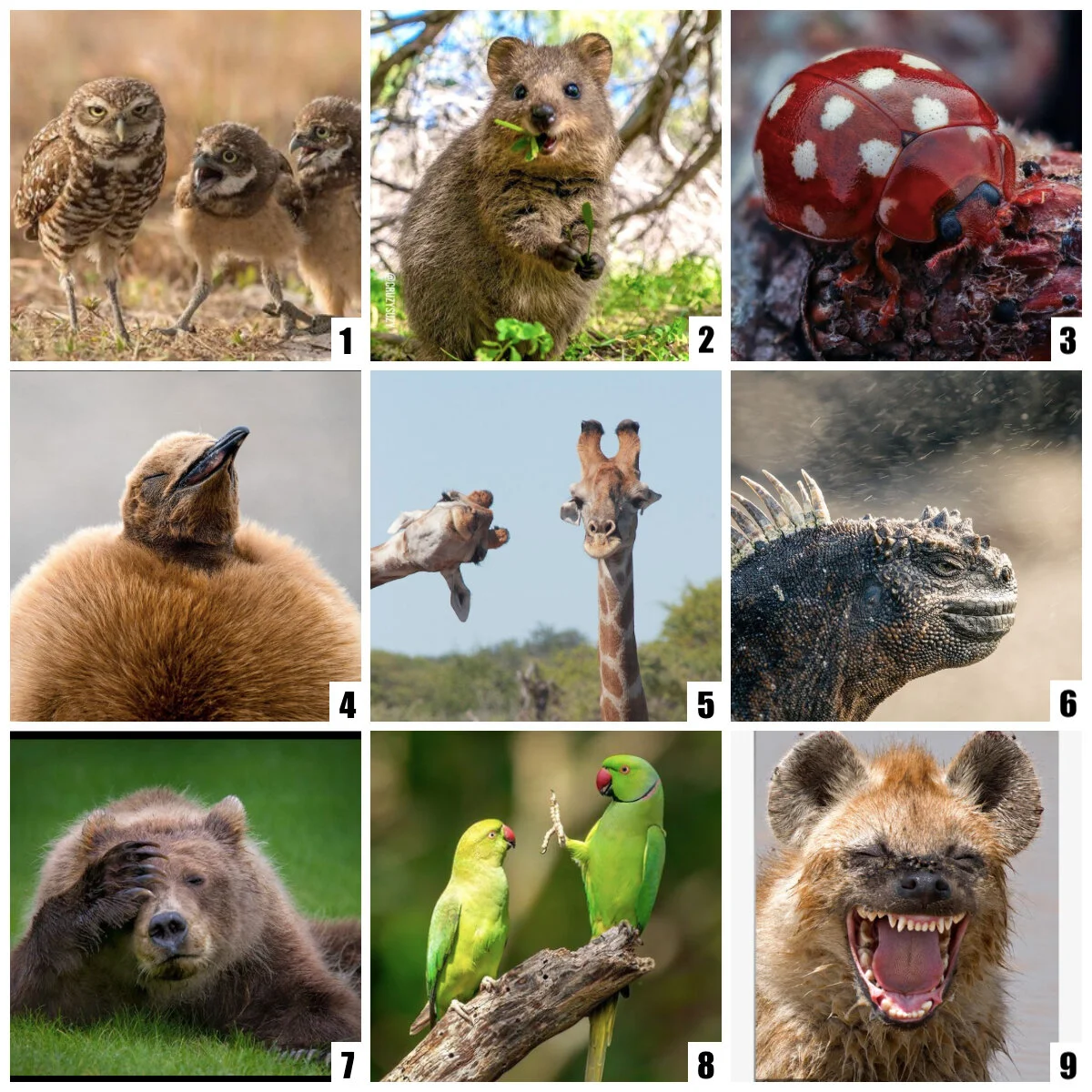 Social Emotional Check Ins — Sofia Feldmann ESOL Educator