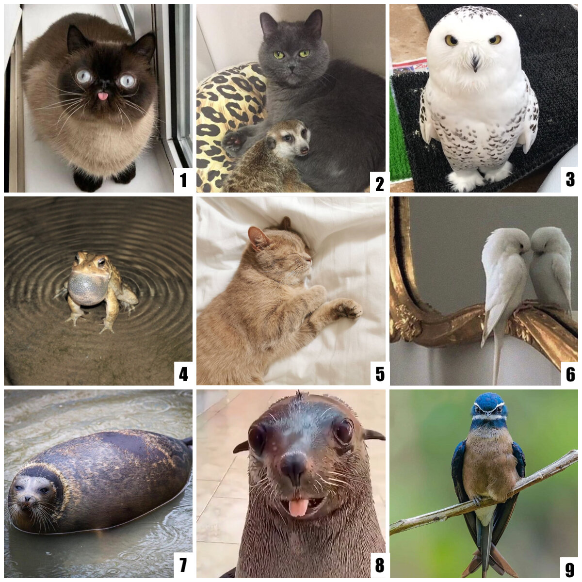 Social Emotional Check Ins — Sofia Feldmann ESOL Educator