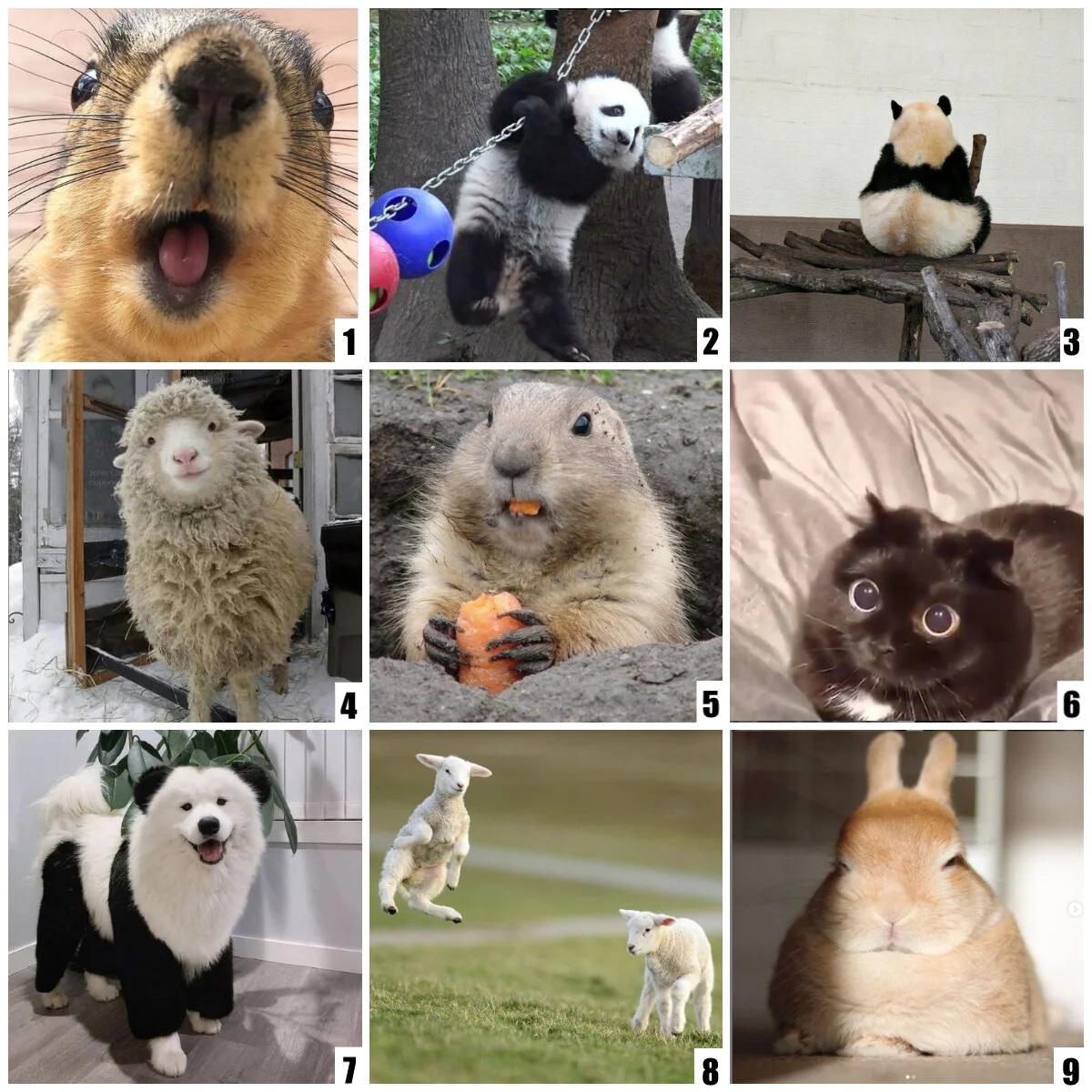 Social Emotional Check Ins — Sofia Feldmann ESOL Educator