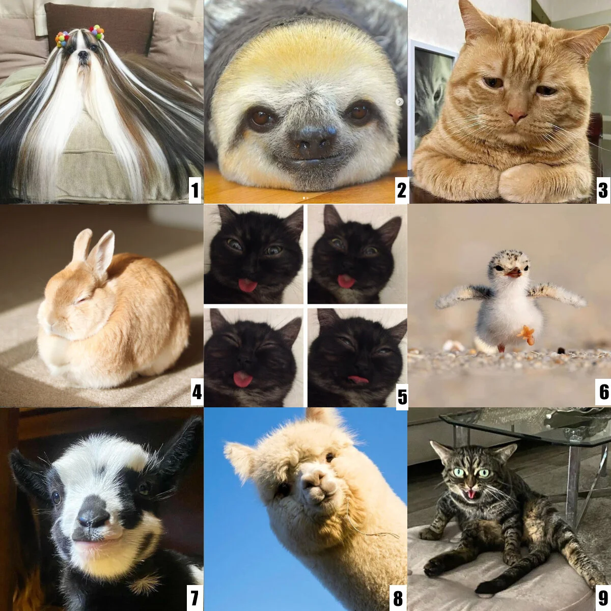 Social Emotional Check Ins — Sofia Feldmann ESOL Educator