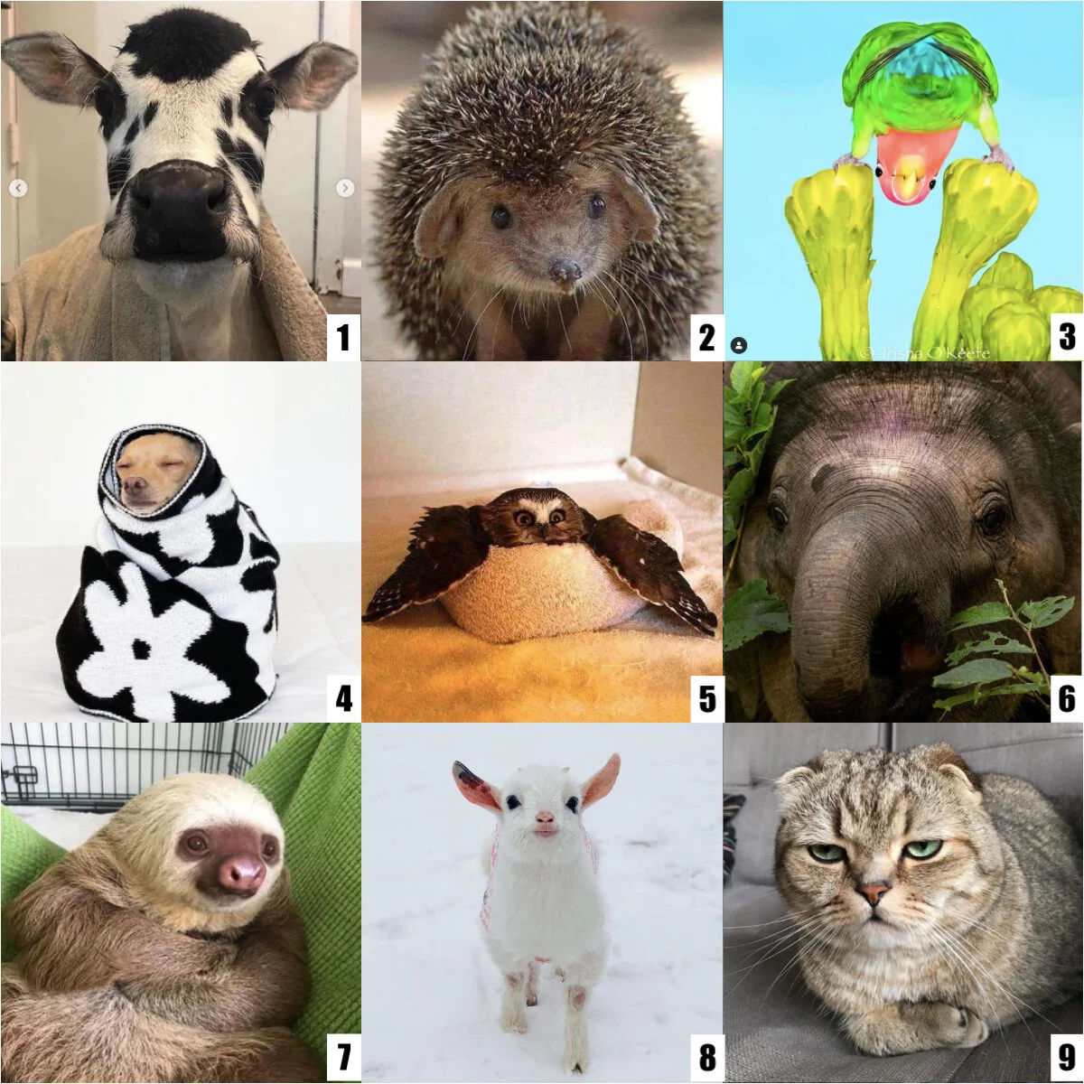 Social Emotional Check Ins — Sofia Feldmann ESOL Educator