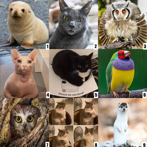 Social Emotional Check Ins Sofia Feldmann Esol Educator Social Emotional Check Ins Sofia Feldmann Esol Educator