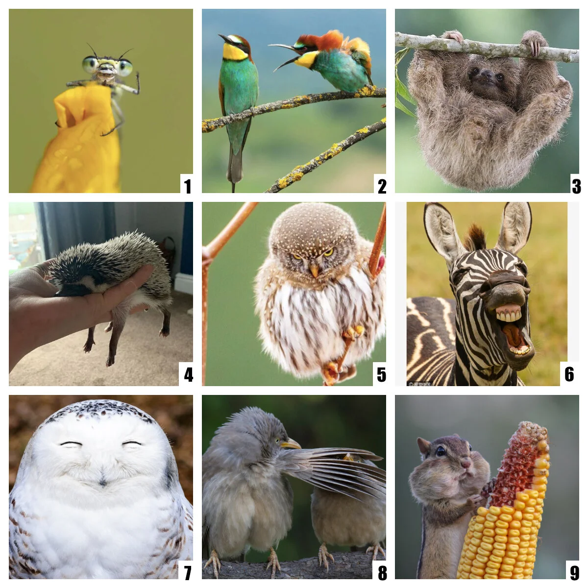 Social Emotional Check Ins — Sofia Feldmann ESOL Educator