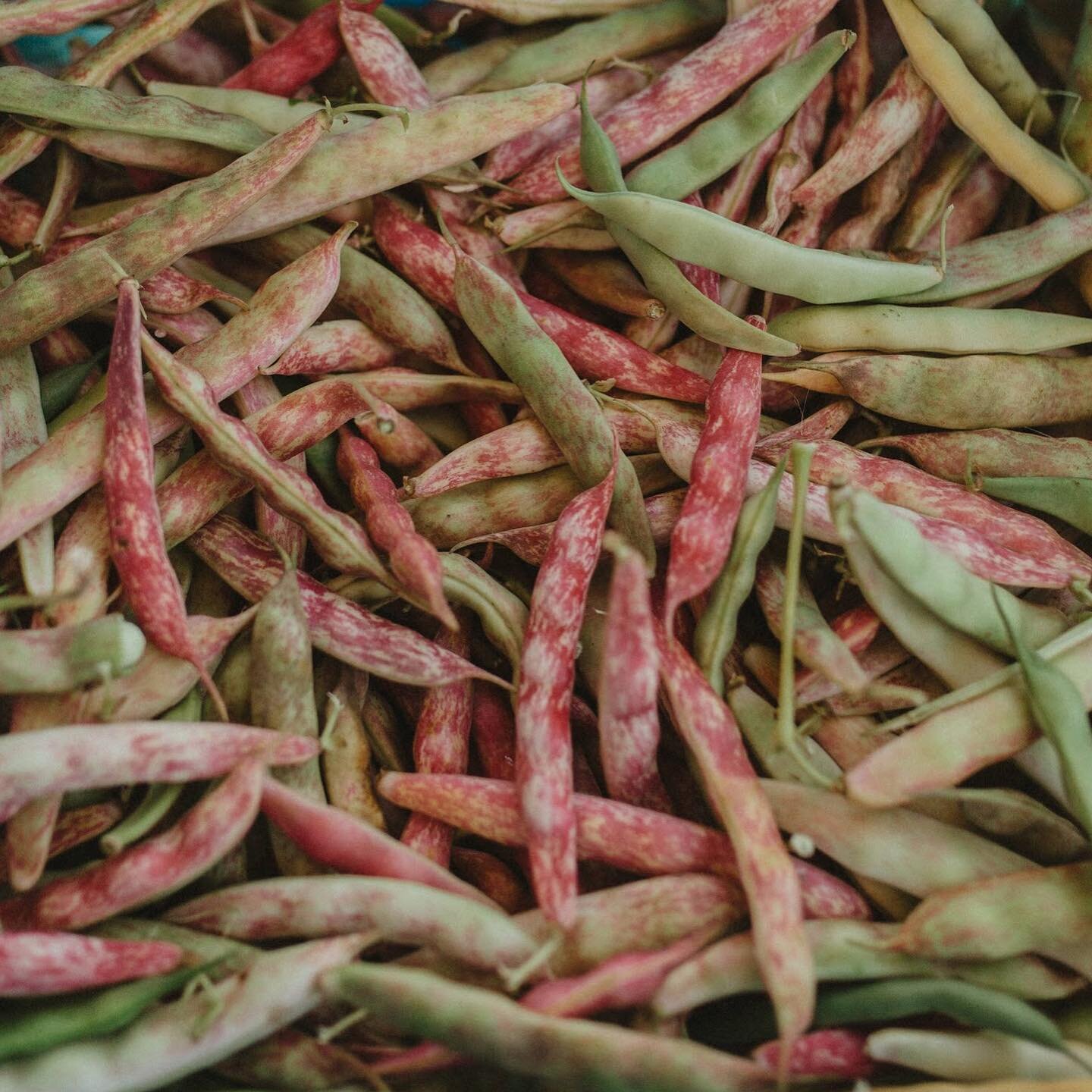 MANY PEOPLE HAVE ASKED ME WHAT KIND OF BEANS ARE THESE‼️ 😆

These beautiful Beans are Cranberry beans, also known as Roman beans or speckled sugar beans, are smooth, pinkish, oval-shaped beans with gorgeous dark-red speckles. They&rsquo;re medium si