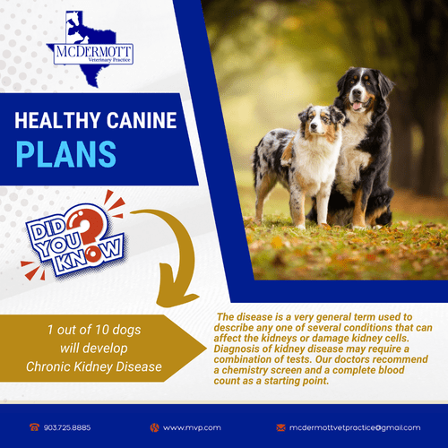 Shop veterinary wellness plans Cheap Sale