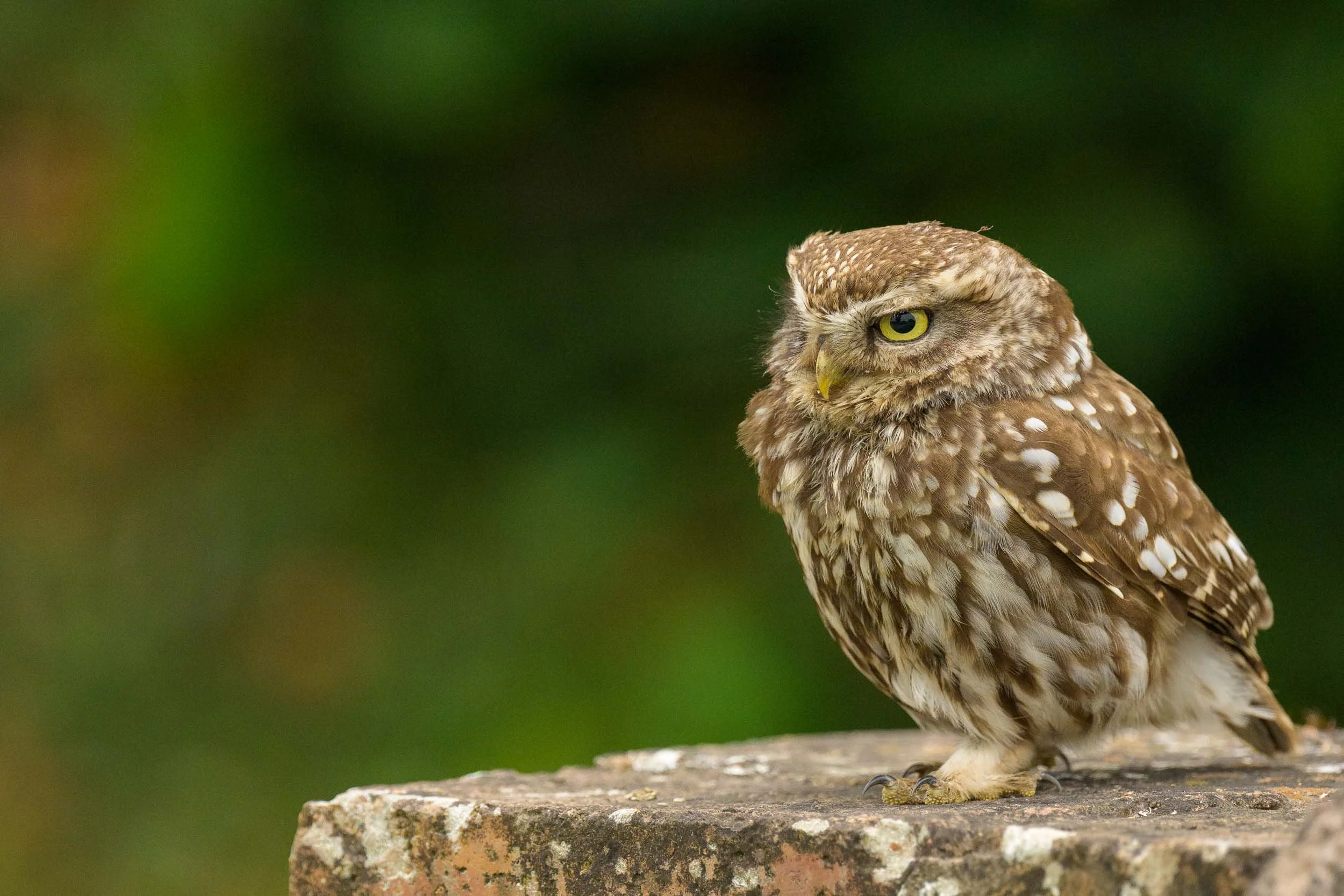 little-owl-sitting-on-wall.jpg