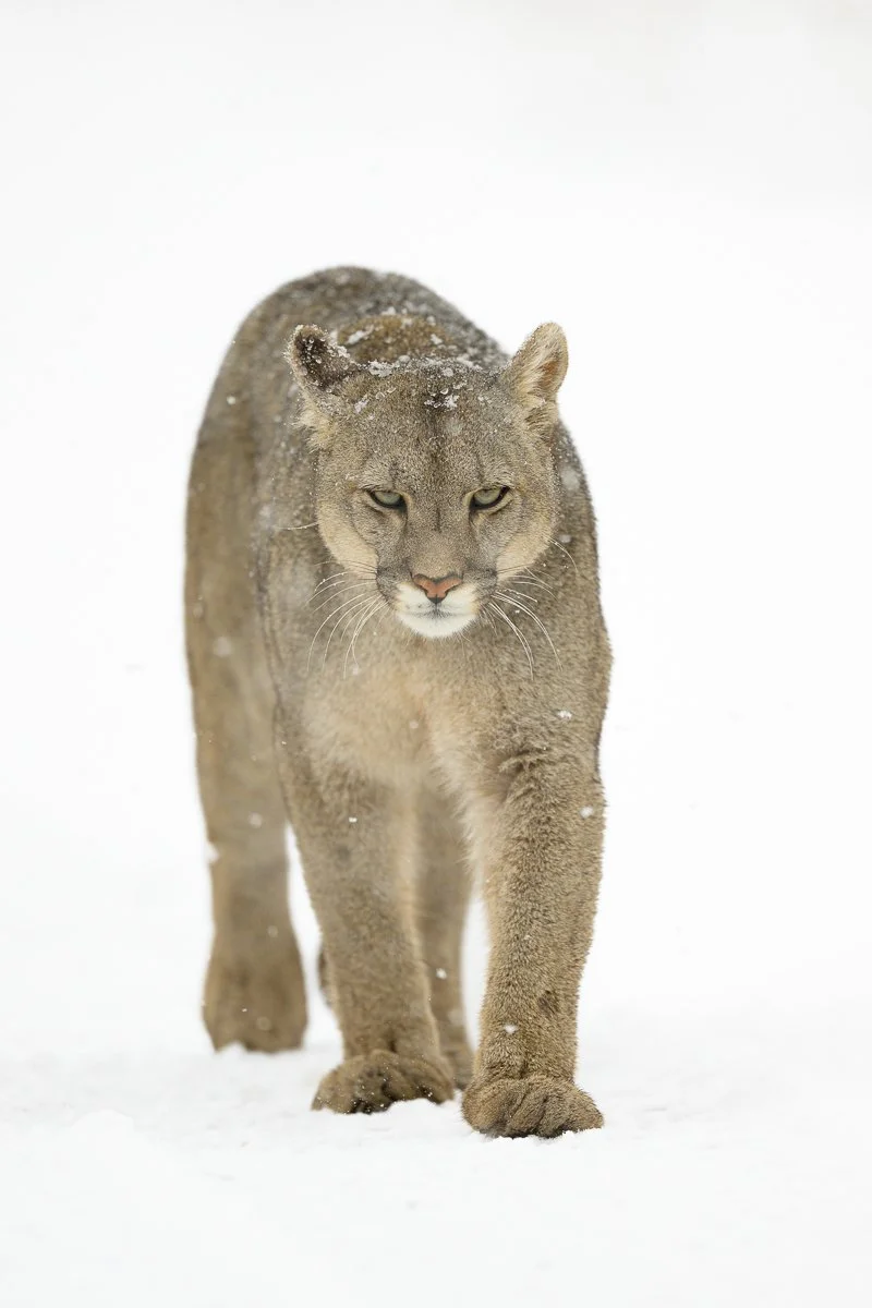 Puma In A Snowy Torres-Del-Paine National Park