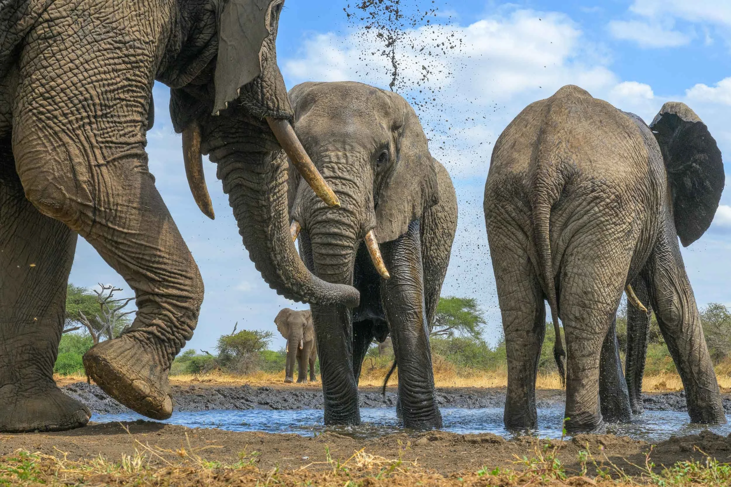 Elephants At The Waterhole