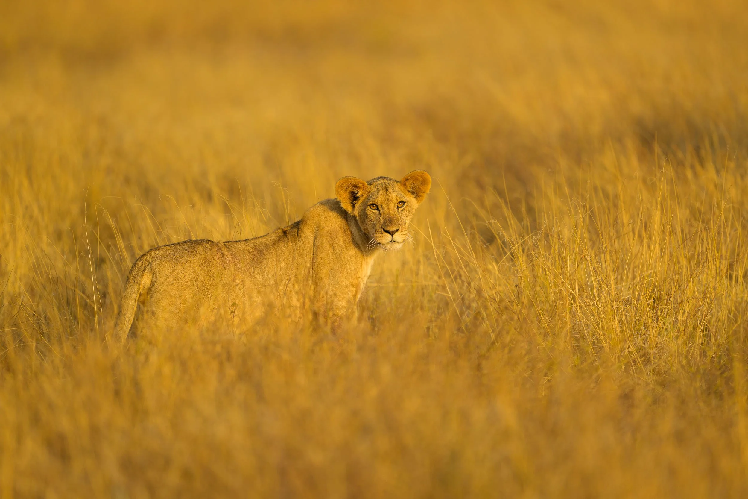 New Wildlife Photography Tours