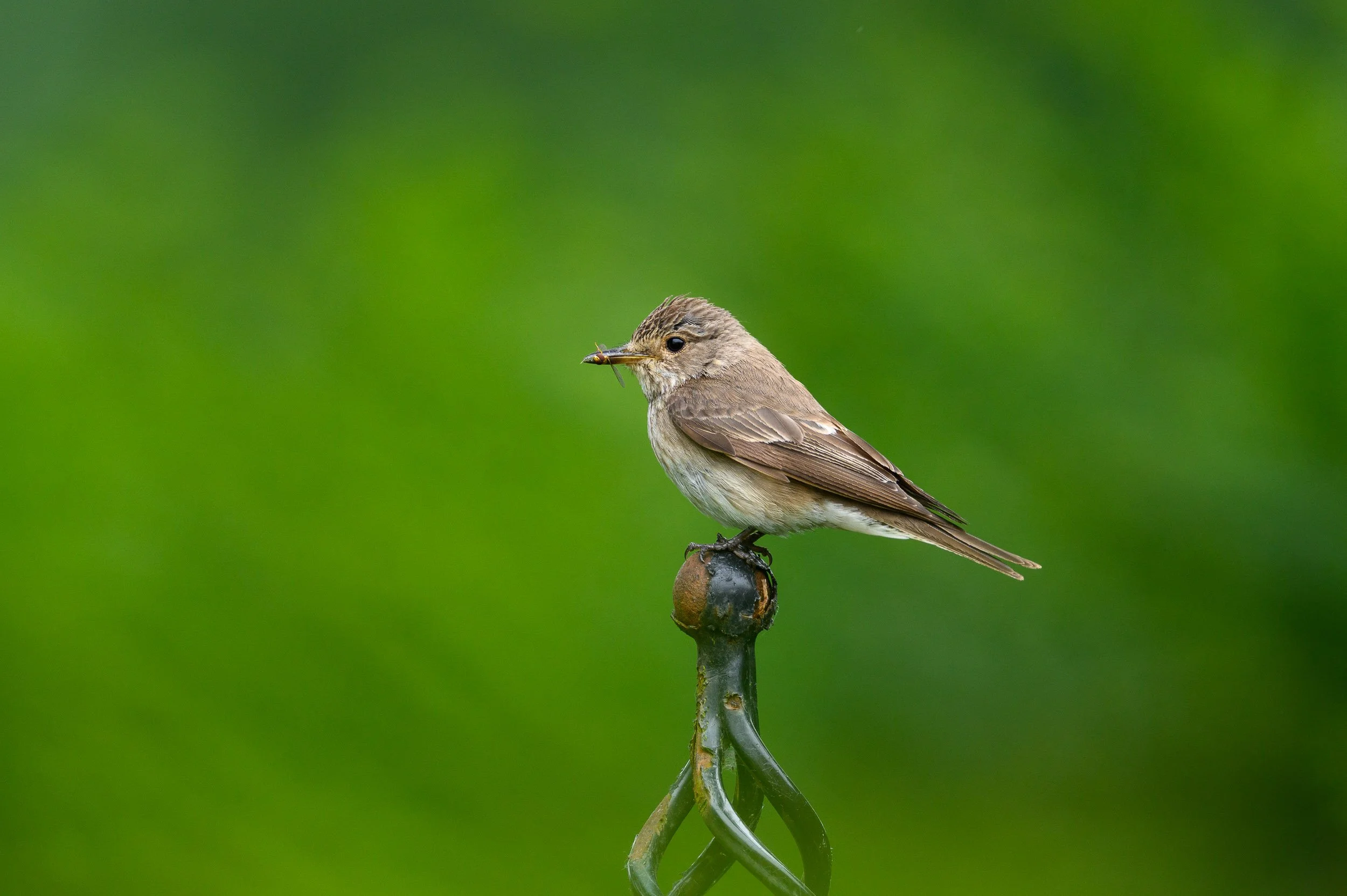 Spotted Flycatchers