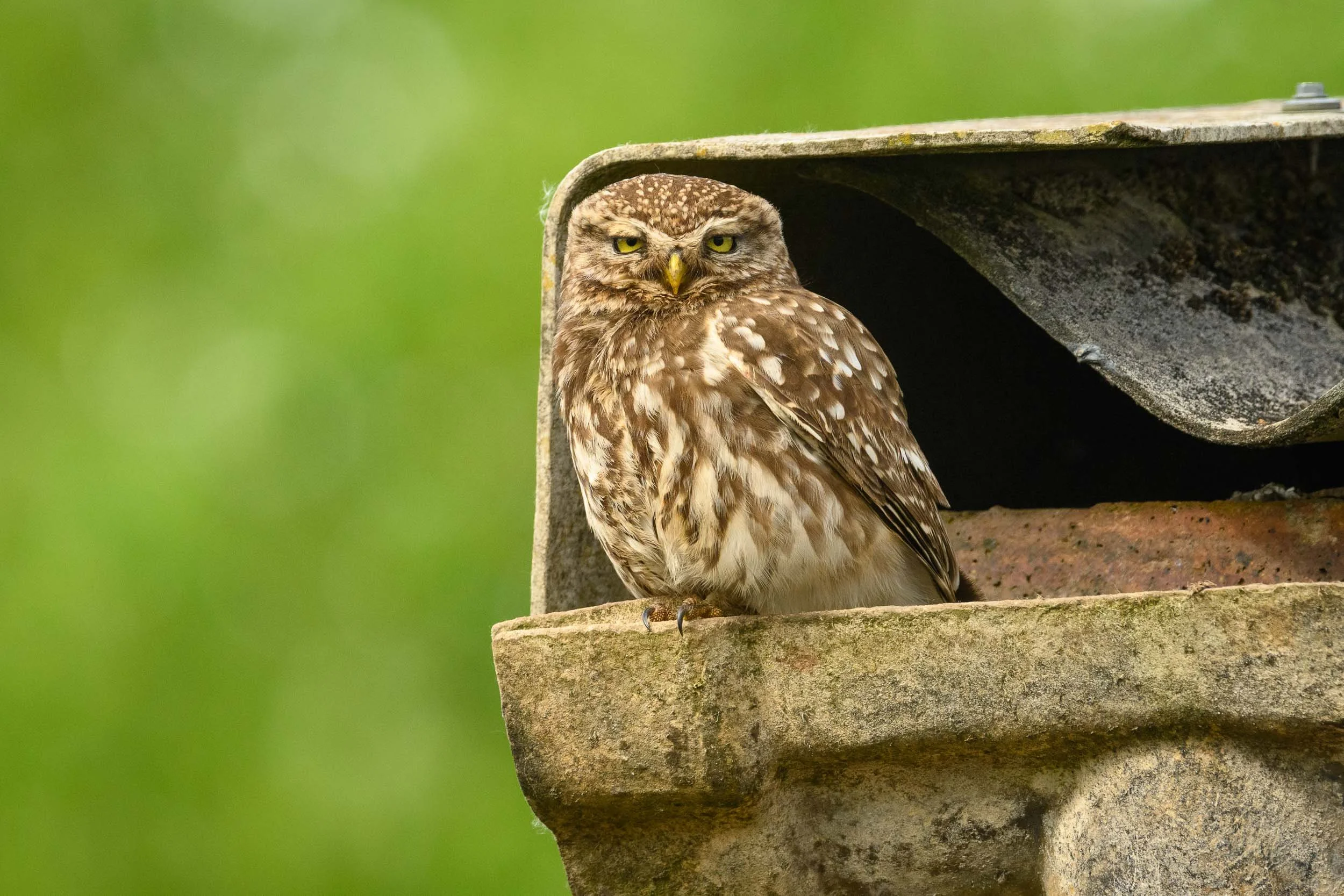 BBC News - Wildlife photographed 'reclaiming' former mining site